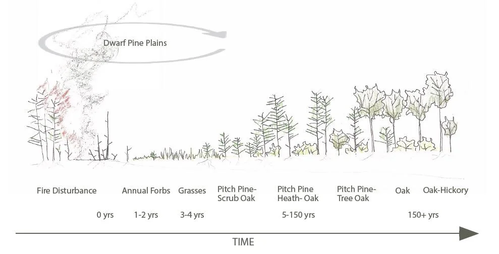 The succession of the Pine Barrens. Illustration courtesy of Amanda Branum
