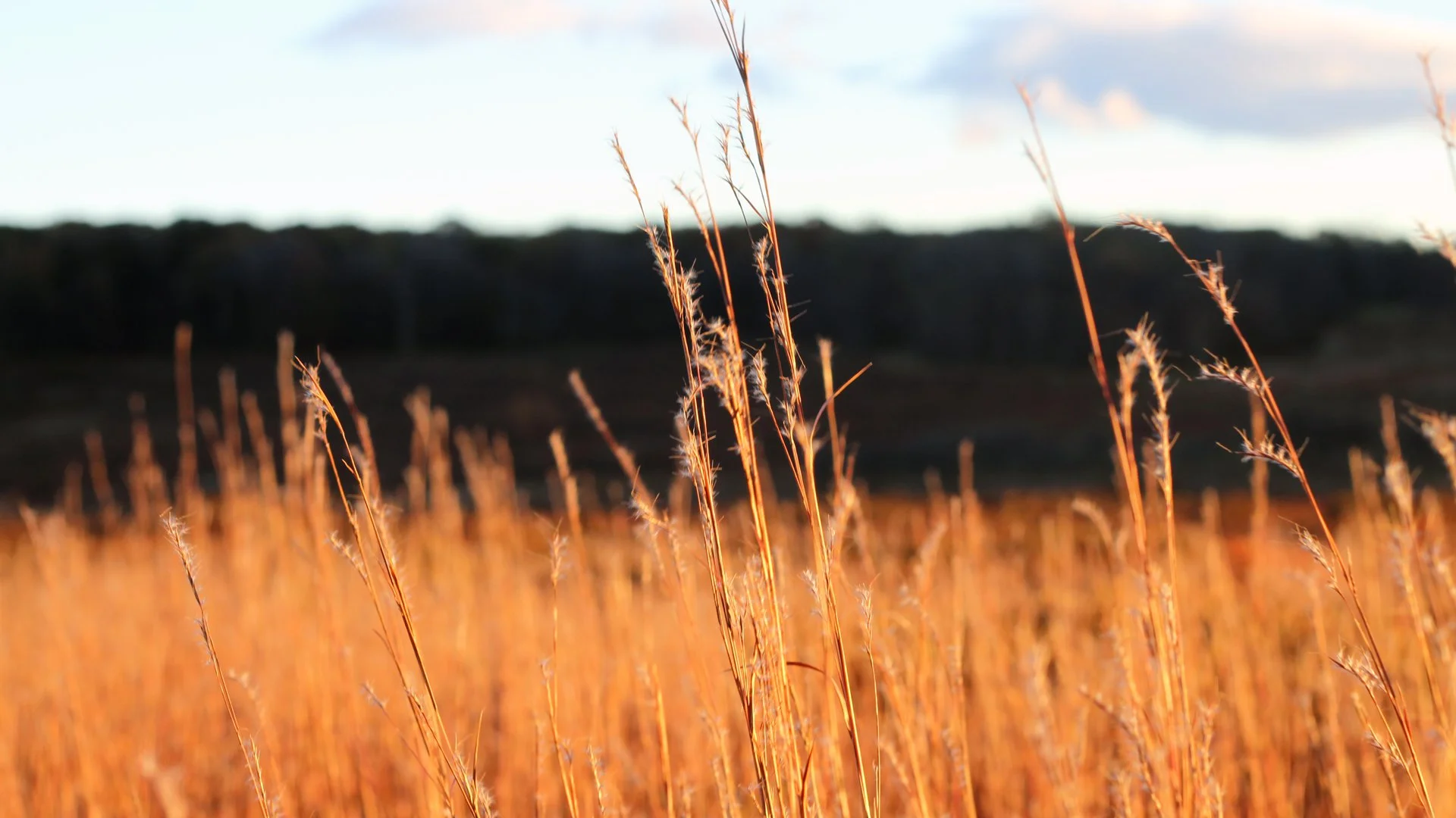 A native alternative to turf, Schizachyrium scoparium, Little Bluestem. Photo by Heather Rosenfeldt.