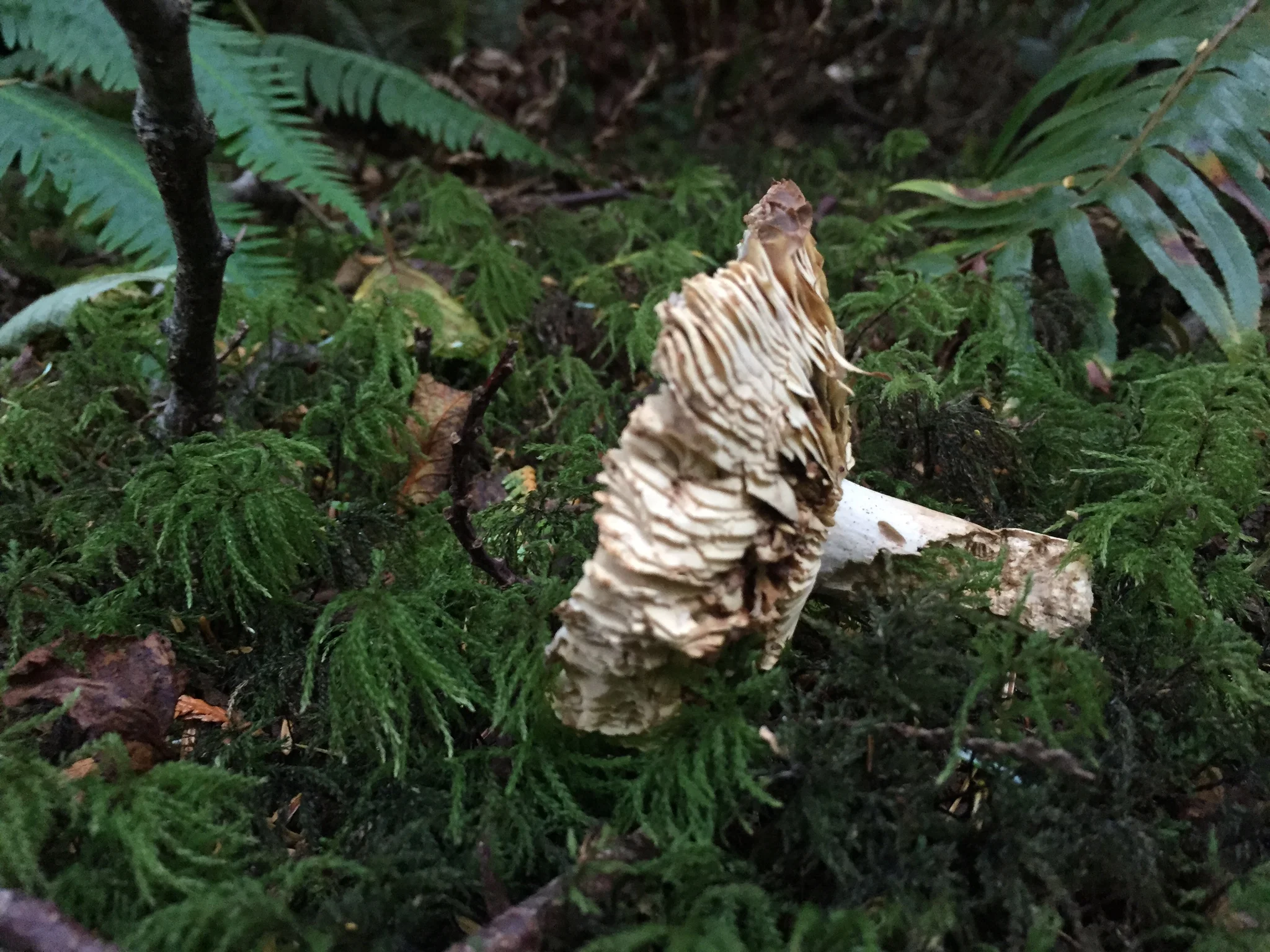 How Mushrooms Could Save The Honeybee