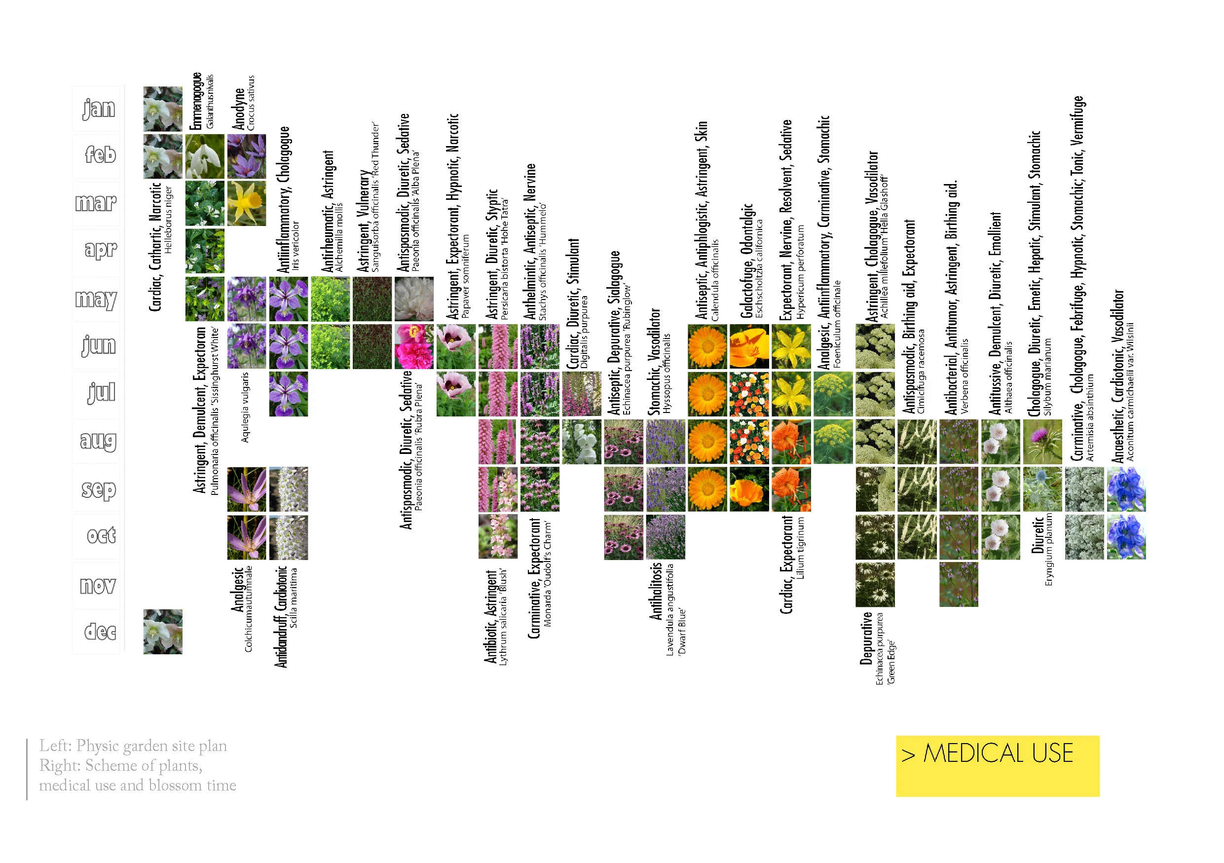 Plant scheme and seasonal changes including medicinal uses. Images: Thorbjörn Andersson