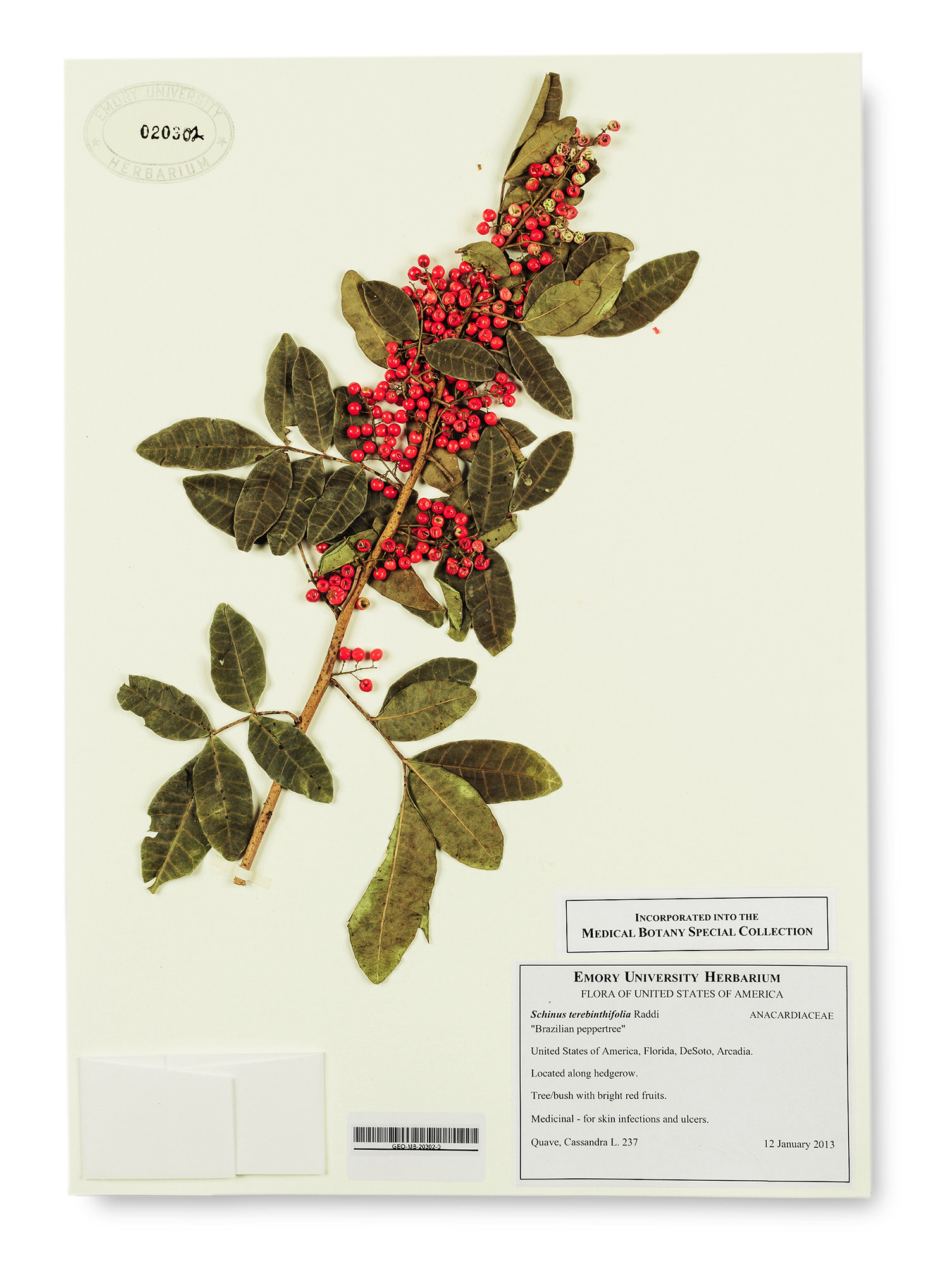 Brazilian peppertree, which is being studied for antibiotic potential. Credit: Damon Casarez for The New York Times