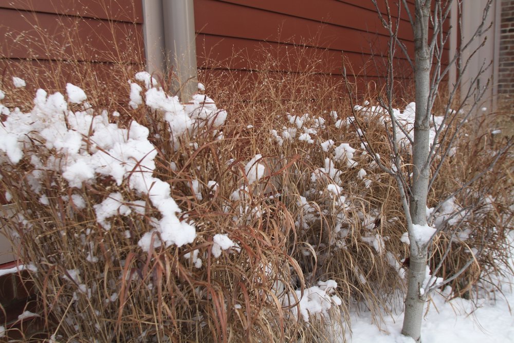 Switchgrass, <i>Panicum virgatum</i> ‘Heavy Metal’  