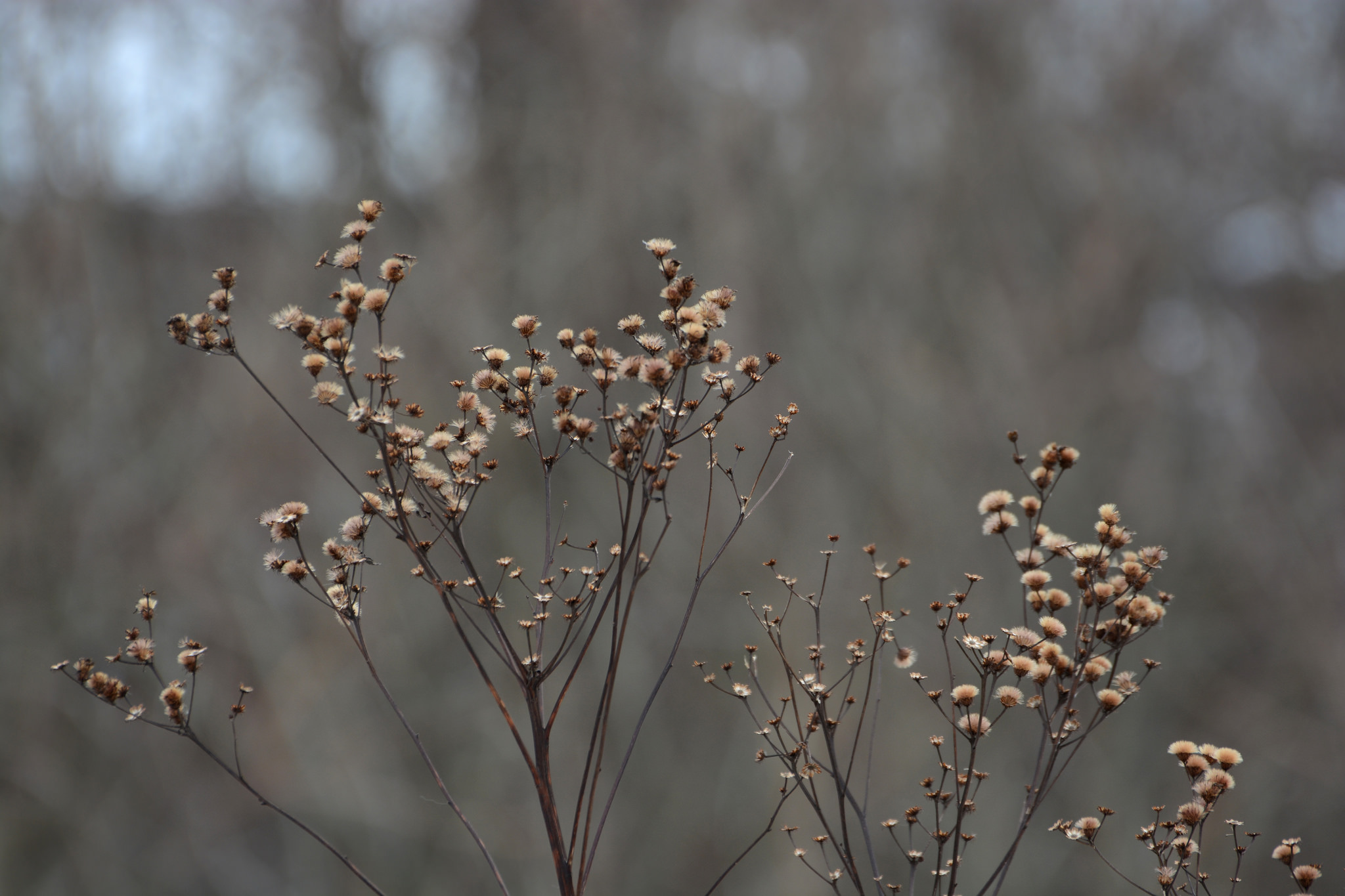 New York Ironweed, <i>Vernonia noveboracensis</i>