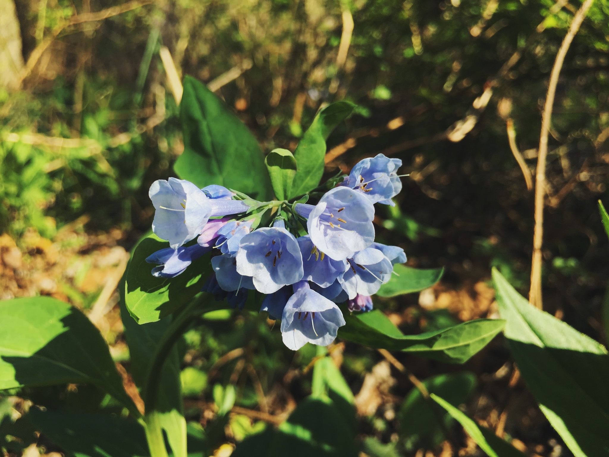 Virginia bluebell, Mertensia virginica