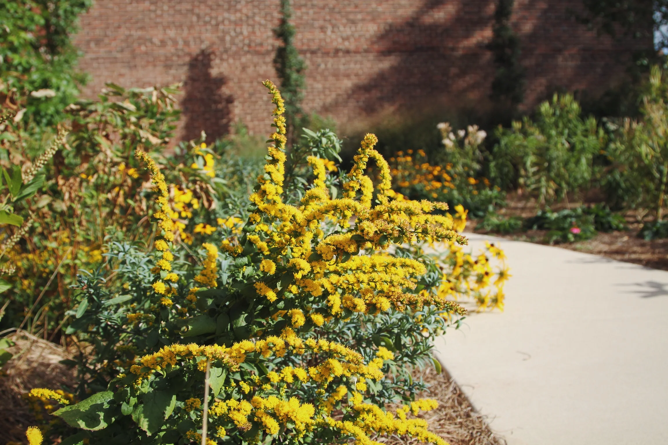 Goldenrod, or Solidago sphacelata 'Golden Fleece,' blooms beautifully in August-September, and works best in an environment where its growth rate is moderated by the presence of functional pests and competition from other native plant species.