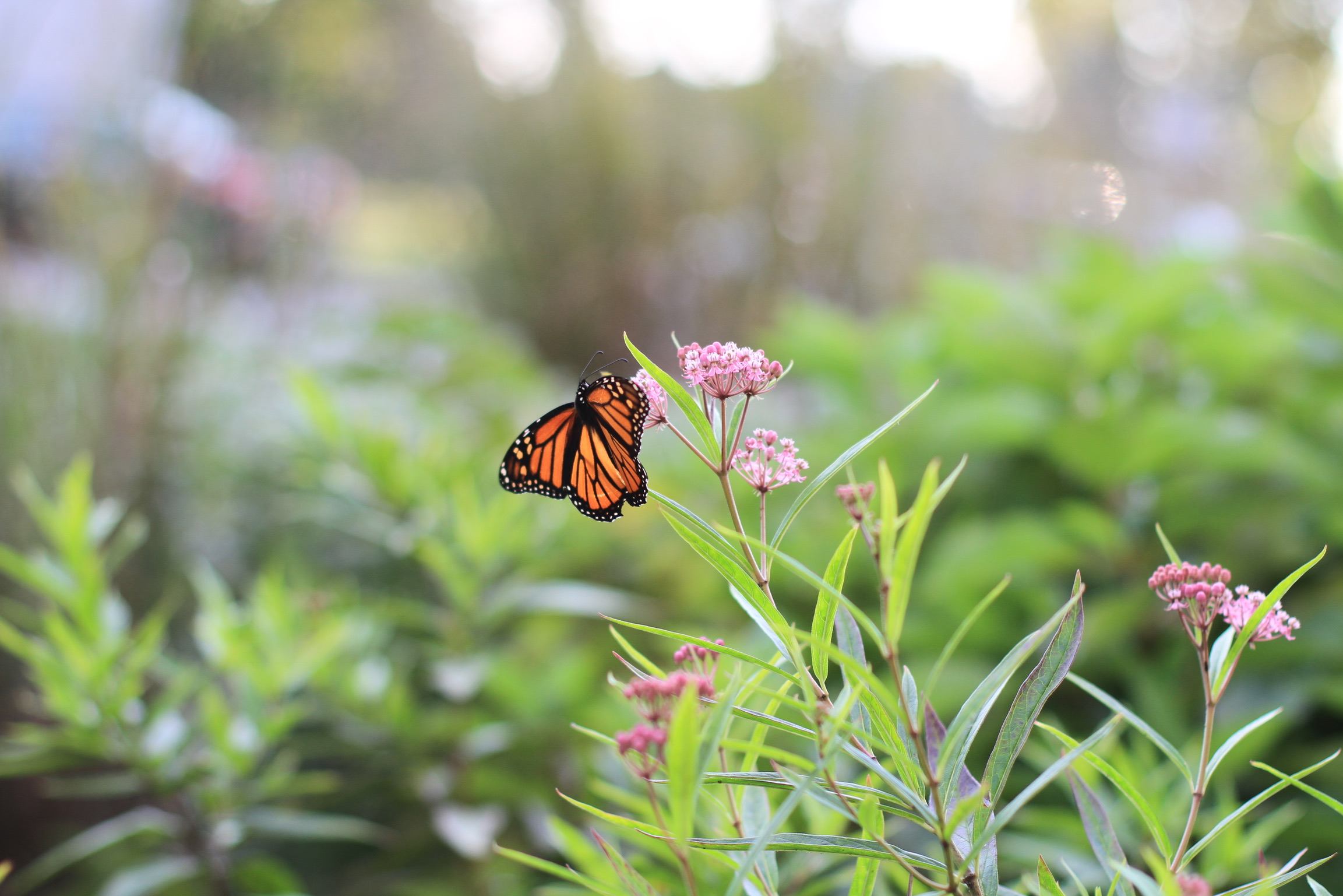 Support Pollinators with a Native Landscape