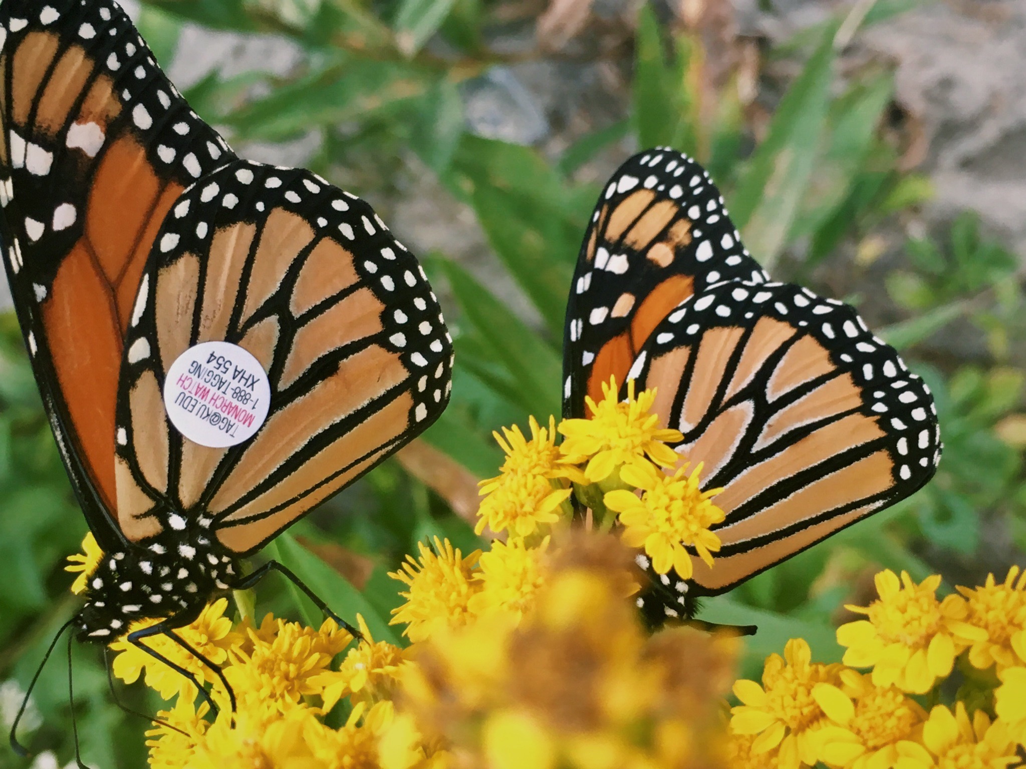 Our Land Management Director, Anna Corichi, captured this photo of a tagged monarch on her quick trip to the coast a few weeks ago.