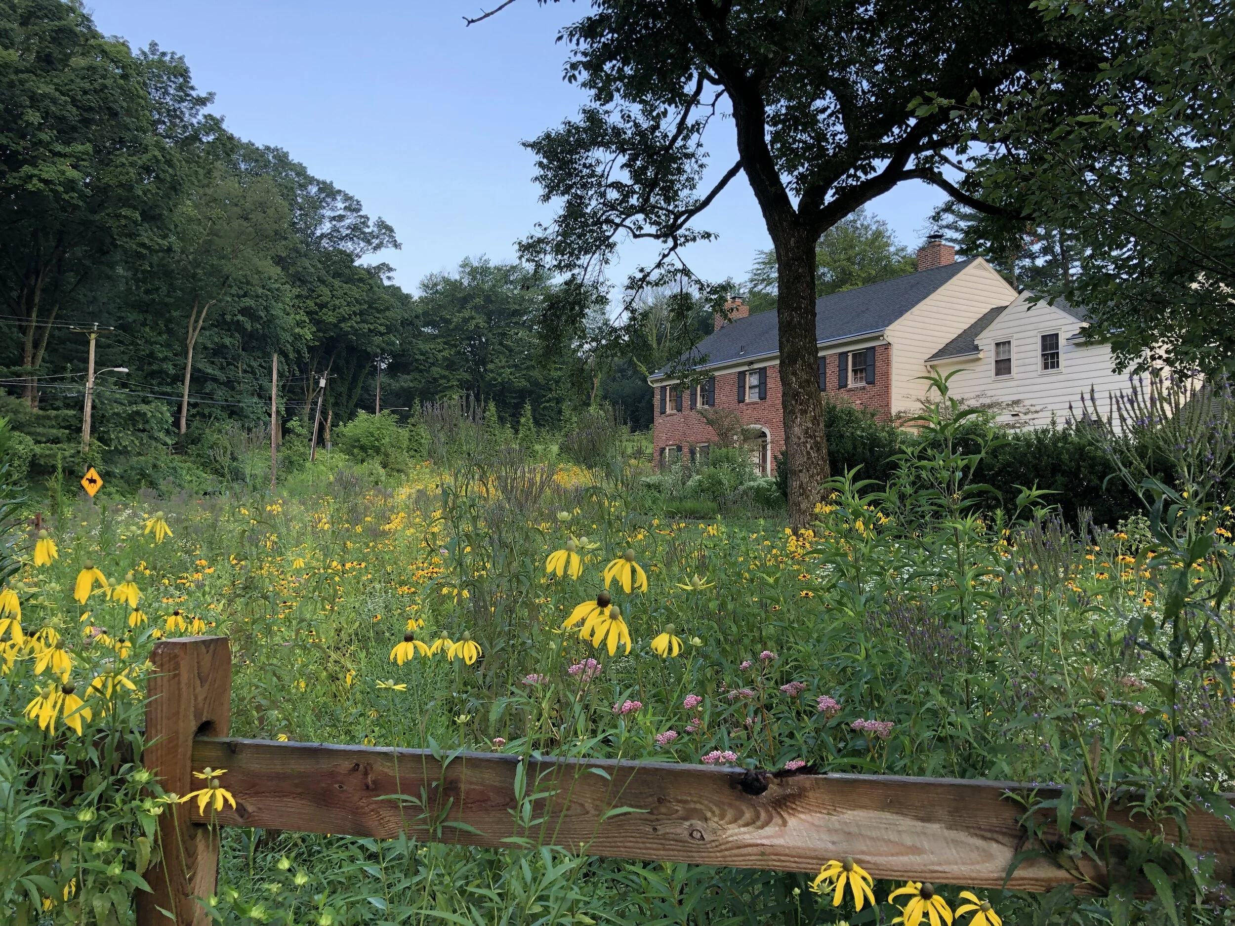 DESIGNED NATIVE MEADOWS