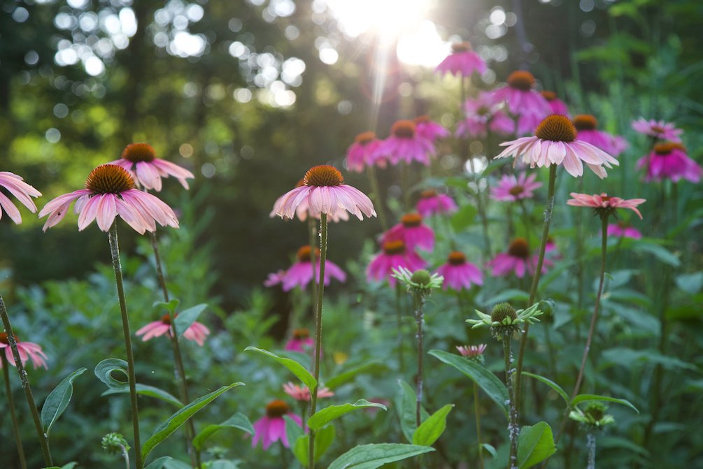 echinacea-refugia.jpeg