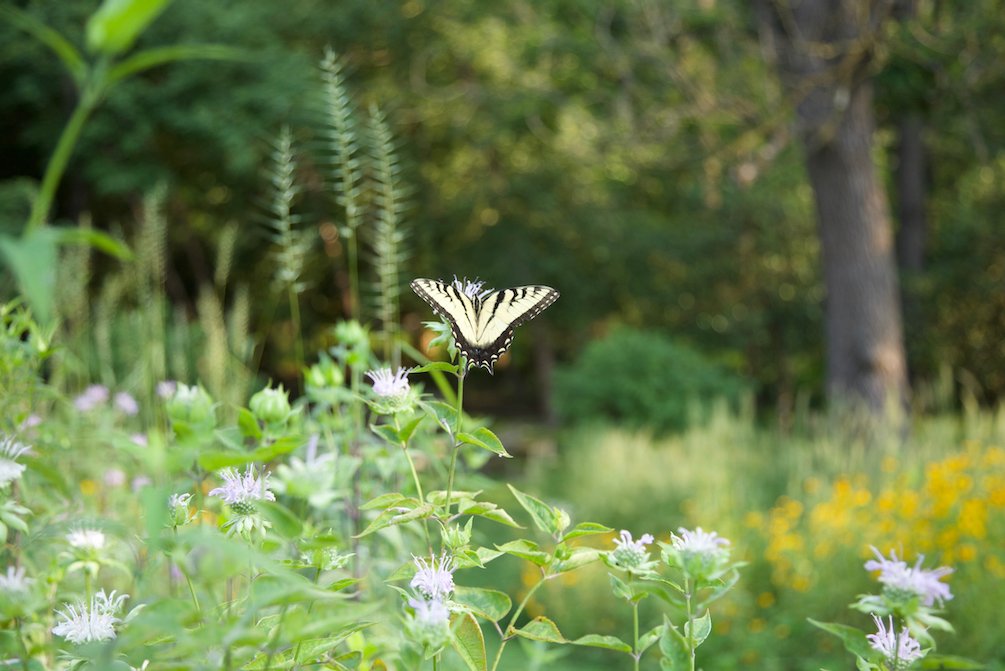 swallowtail-monarda-refugia.jpeg