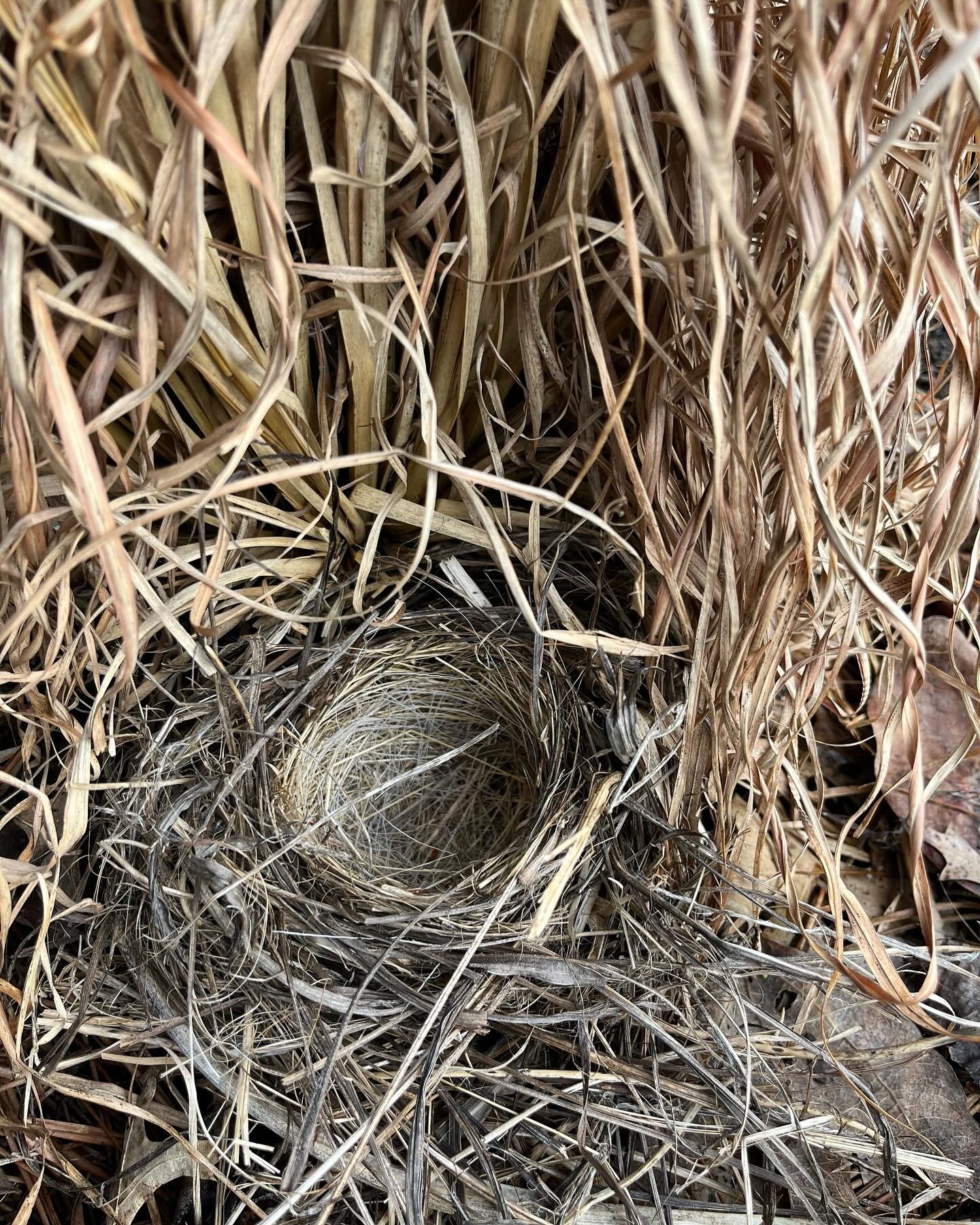 With warmer temperatures we are only now starting to cut back grasses and seedheads. We do this slowly and with a careful hand to cause minimal disturbance; pictured is yesterday&rsquo;s vacated ground nesting bird&rsquo;s nest amid a swathe of Andro