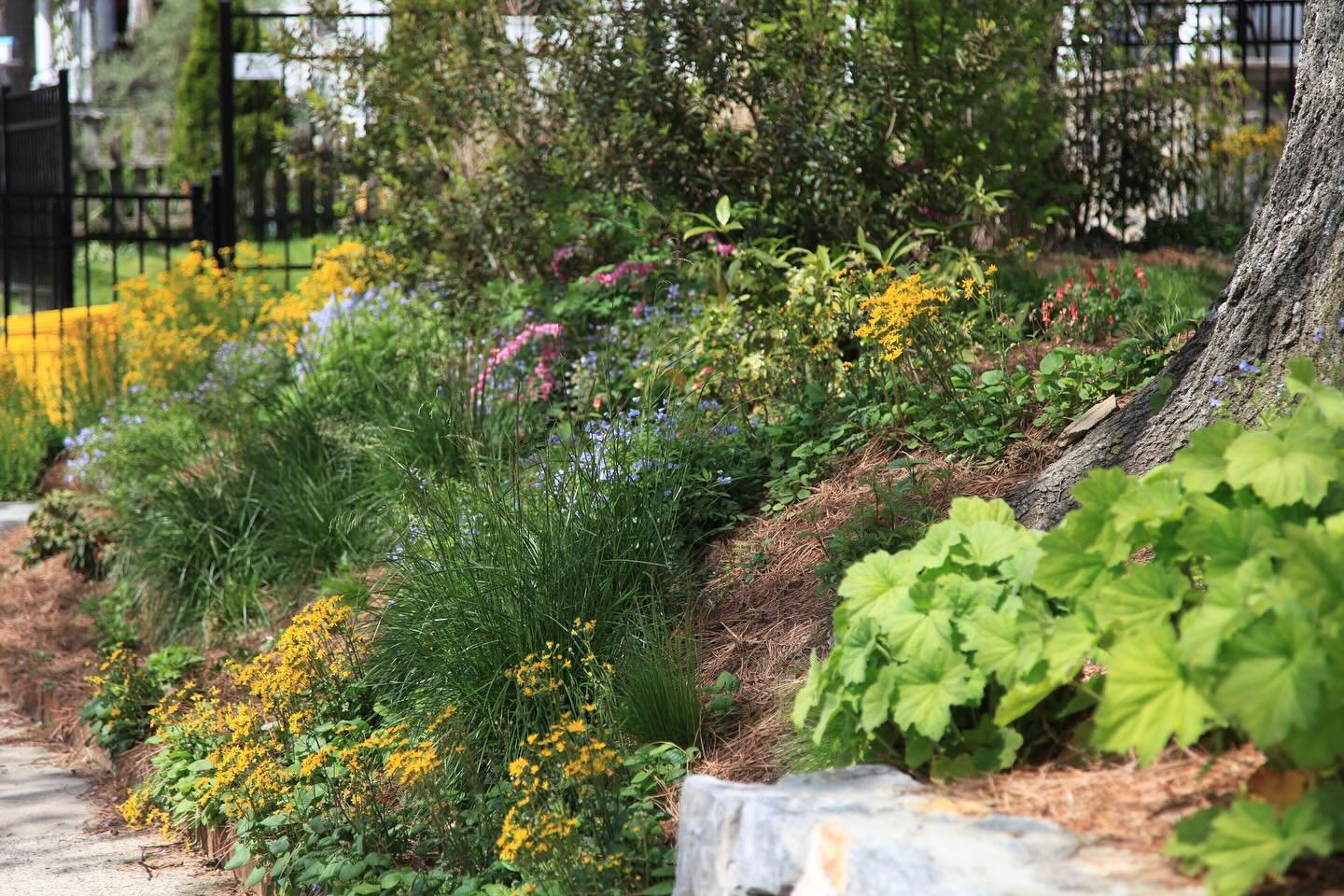 Steeply sloping perimeter gardens are common in our neighborhoods. Tricky to maintain and what about soil erosion?! It&rsquo;s no wonder that oftentimes homeowners just wave a white flag and let lawn or undesirable groundcovers dominate. We&rsquo;re 
