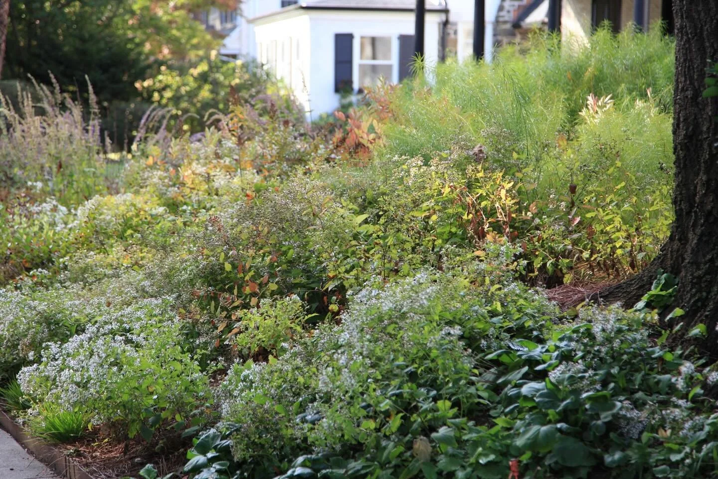 Don&rsquo;t be deceived by all the fall feels in this gorgeous sloping front garden.

Yes, we removed lawn because frankly who needs more stormwater runoff or mowing on a slope?
Yes, we densely planted diverse perennial forbs, shrubs and grasses beca