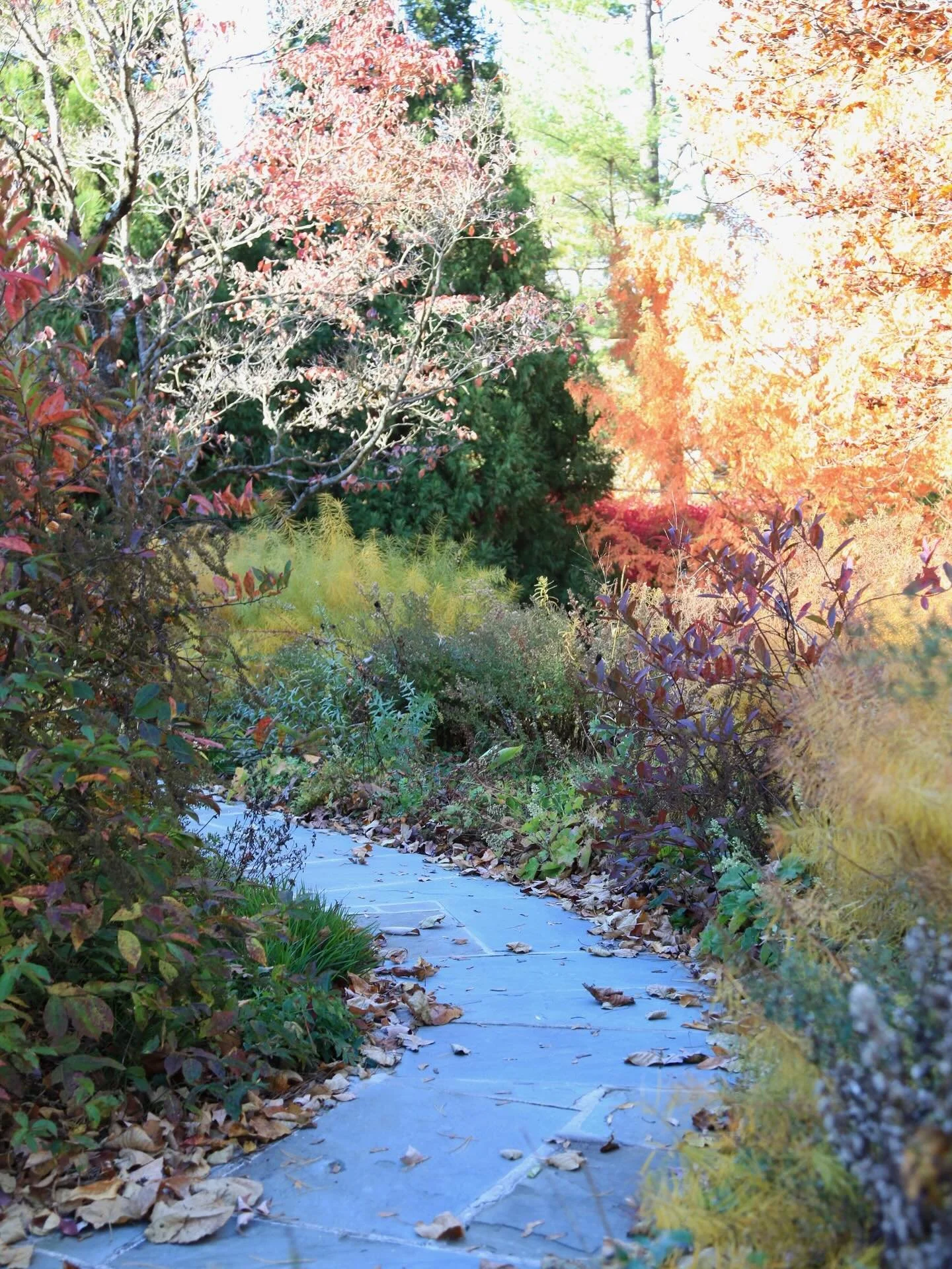 Better than prozac.

Fall in the garden that celebrates process and nature&rsquo;s systems is like a shot in the arm.

Chuck &amp; Betty have owned this property since &rsquo;92. Now in their 80&rsquo;s, they are full of the best combo of wisdom and 