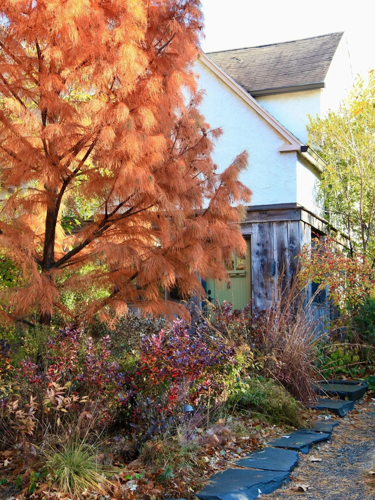 Just you wait.

In the early days when the pond cypress shed her needles in fall, her silhouette was reminiscent of the Charlie Brown Christmas tree. A little spindly, sad almost and when we leaned into it by adorning her branches with ornaments she 