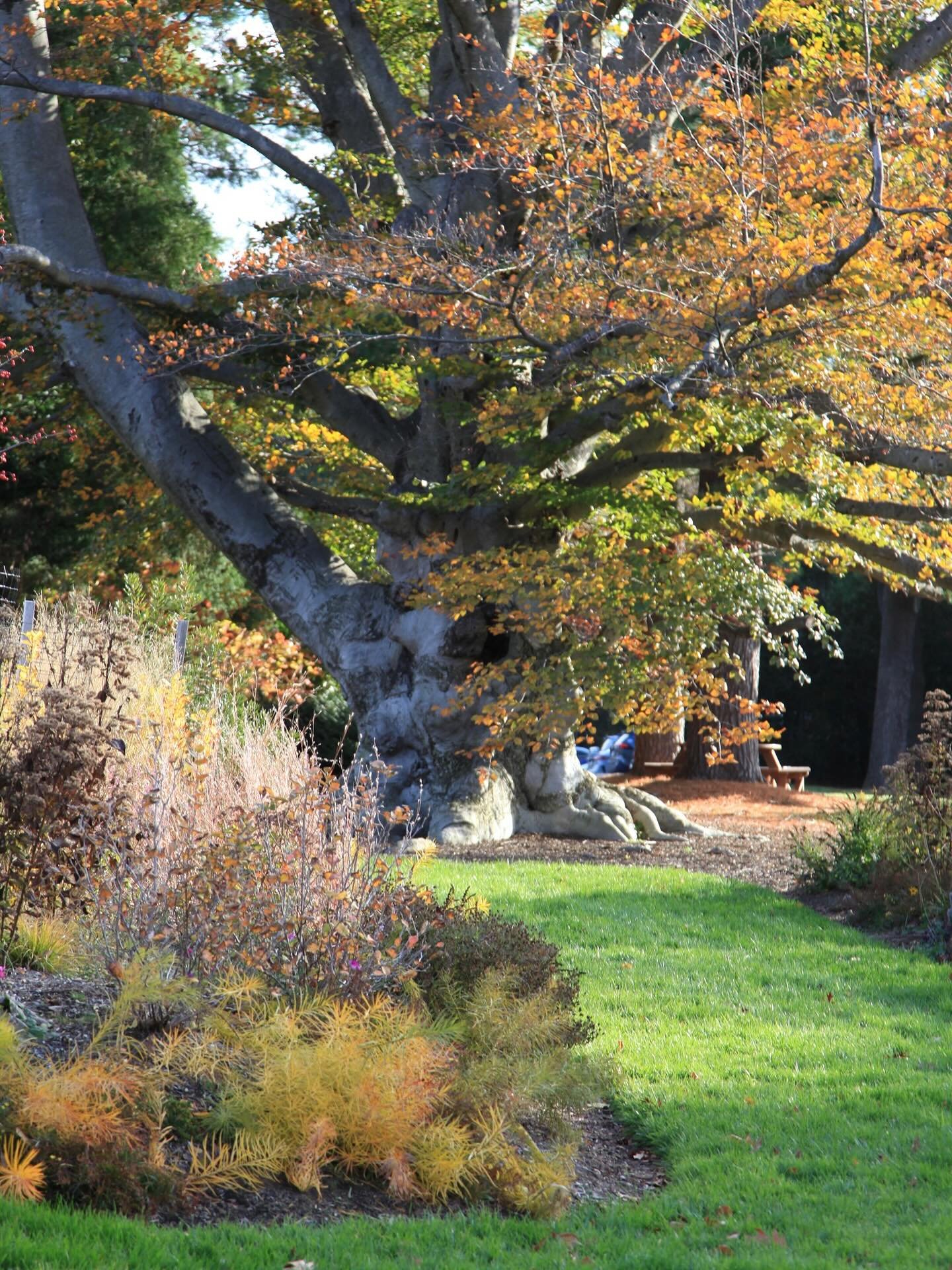 When I am among the trees, 
especially the willows and the honey locust, 
equally the beech, the oaks and the pines, 
they give off such hints of gladness. 
I would almost say that they save me, and daily. 

I am so distant from the hope of myself, 
