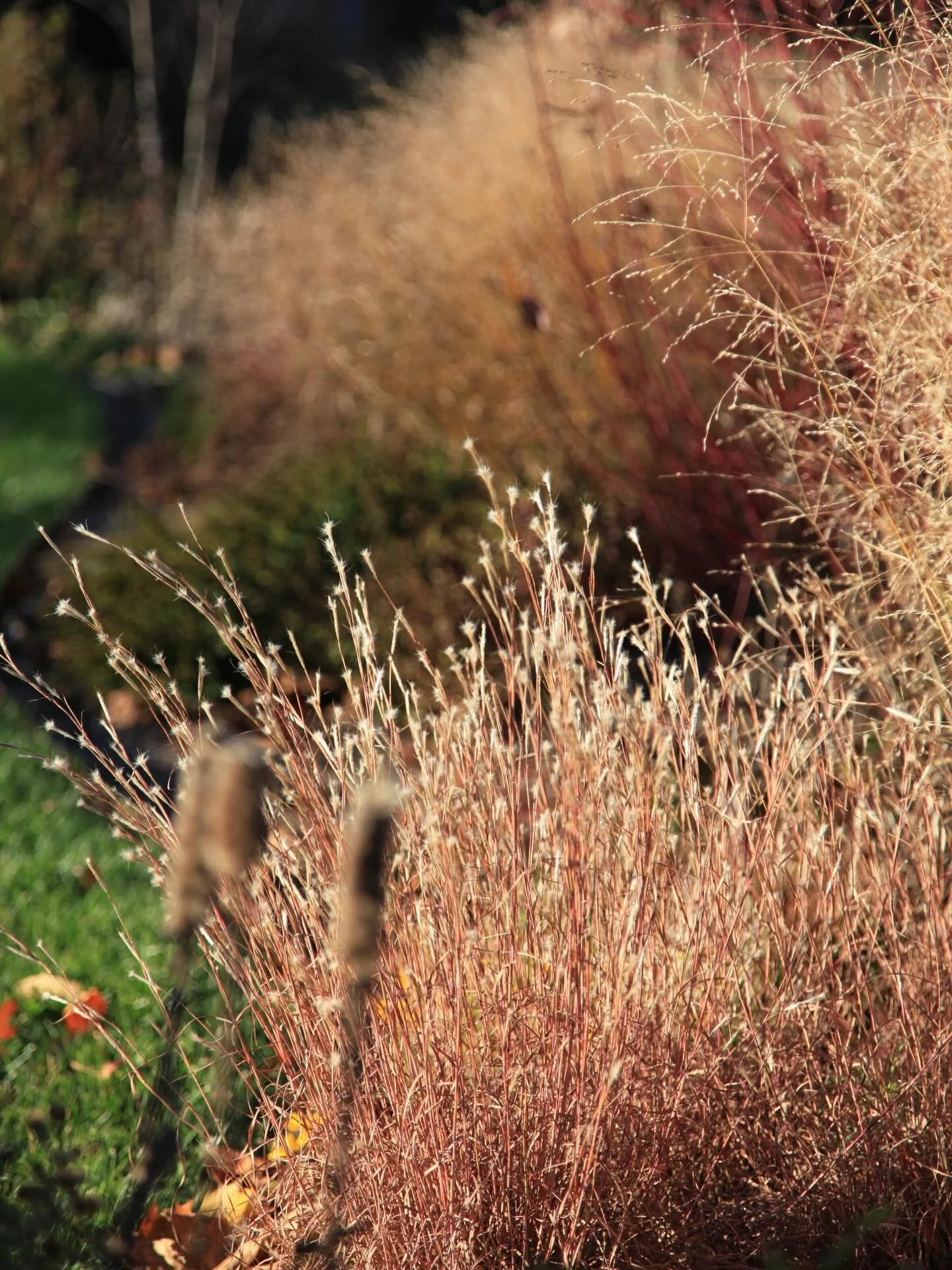 Looking back with joy (and looking ahead with hope).

As part of @gardenista_sourcebook series with @perfectearthproject , we were asked (alongside some very esteemed peers) what keeps us going&mdash;plus one small thing we can all do in our yards ne