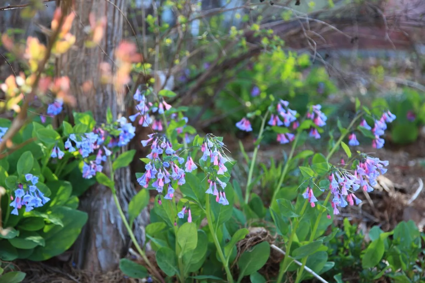 More than the fuchsia funnels breaking out
of the crabapple tree, more than the neighbor&rsquo;s almost obscene display of cherry limbs shoving their cotton candy-colored blossoms to the slate sky of Spring rains, it&rsquo;s the greening of the trees