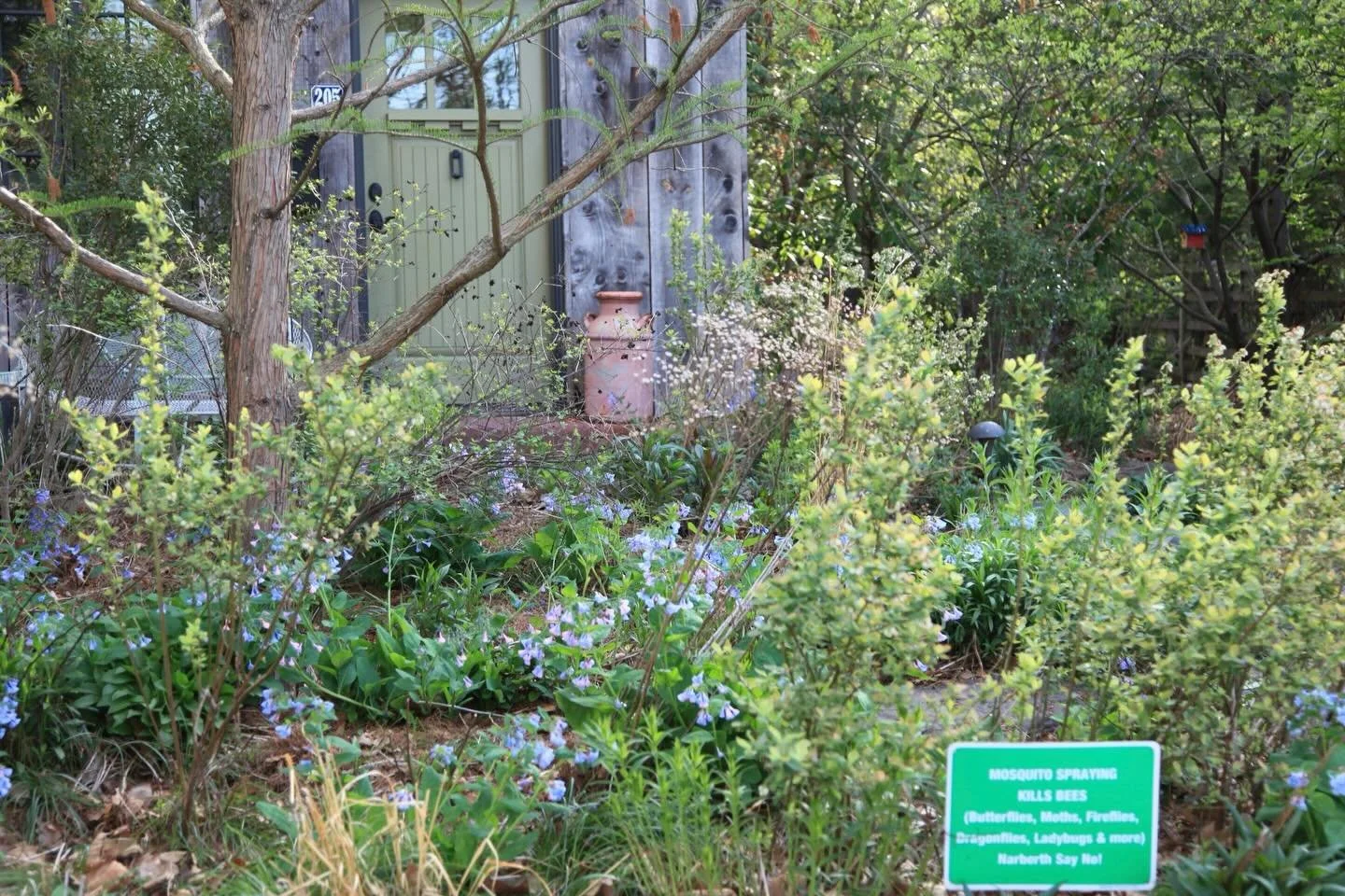 Our #narberthlivinglandscape is really bringing its bluebell and blueberry game this year. And with it comes early season pollinators. An ecologically welcoming habitat is one that is quiet save for the buzzy activity of the tiny things that run the 