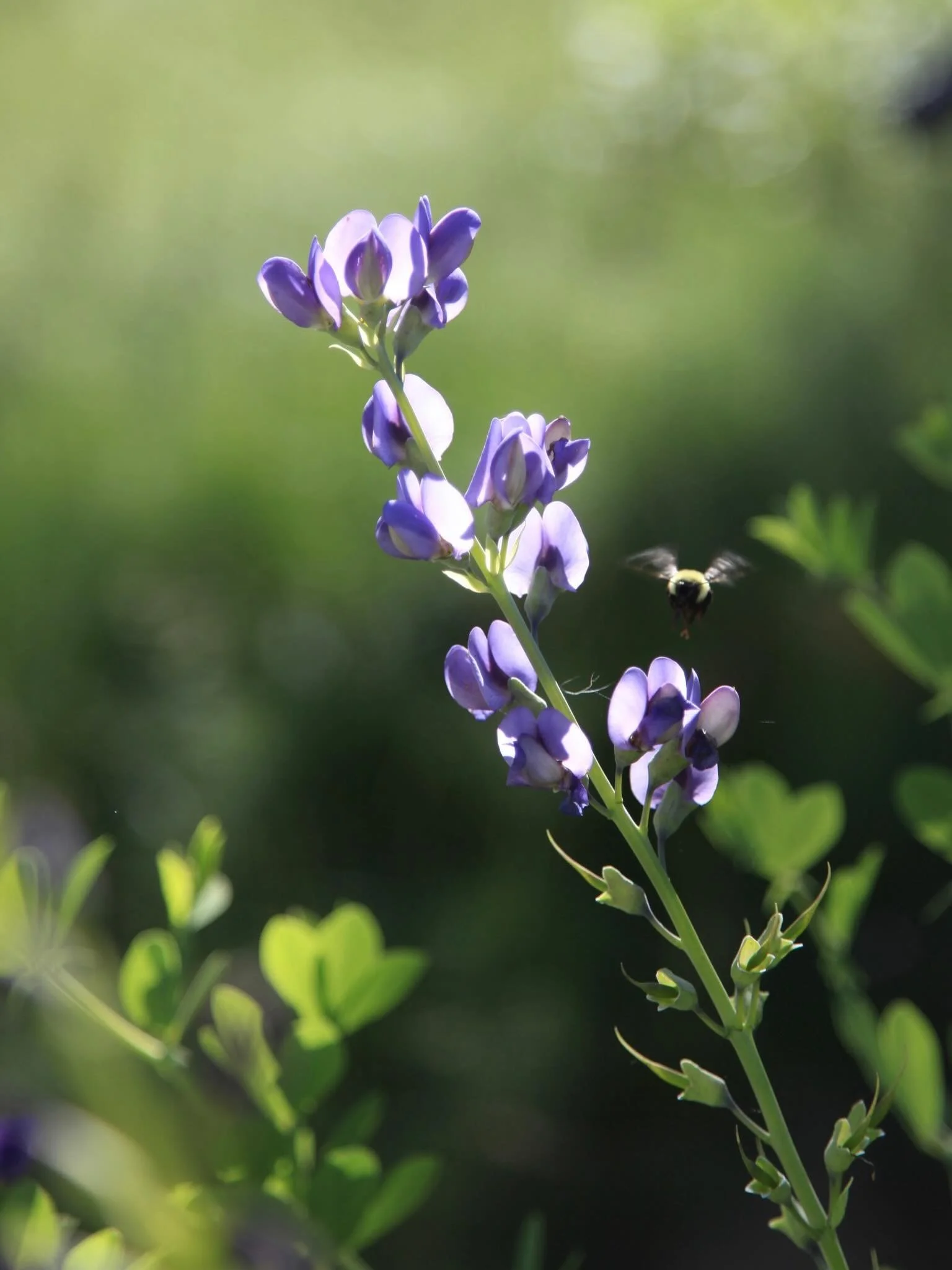 How necessary it is to have opinions! I think the spotted trout lilies are satisfied, standing a few inches above the earth. I think serenity is not something you just find in the world, like a plum tree, holding up its white petals.

The violets, al