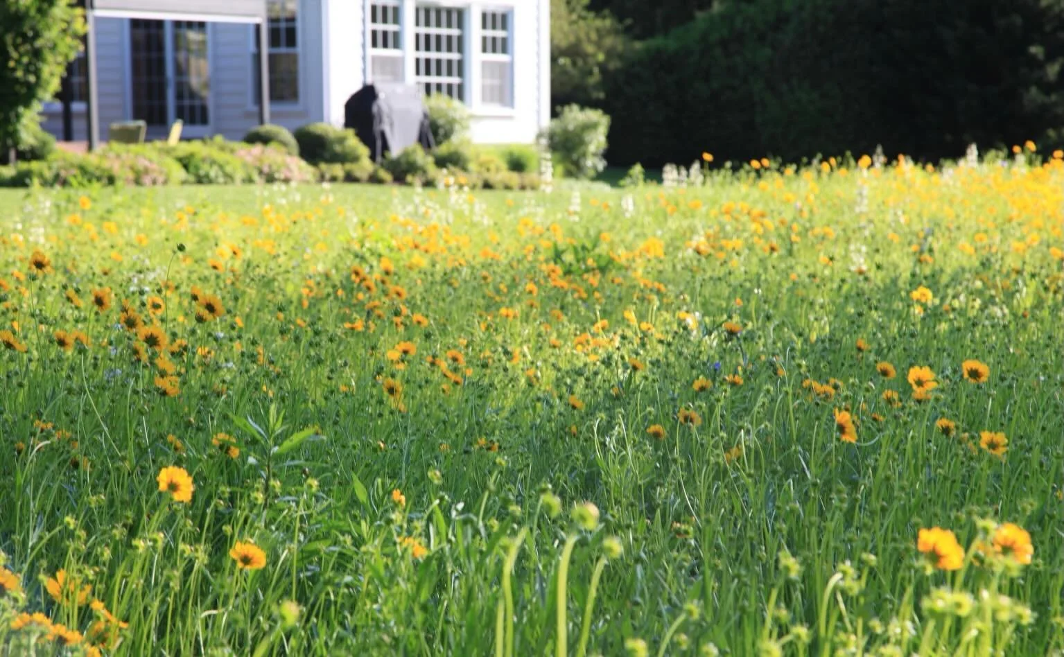 You know what they say? Happy meadow, happy life.

This lawn to meadow conversion speaks volumes to the care and thoughtfulness of our design and field team. A custom seed mix was drill seeded in December 2024 (shout out to our excellent collaborator