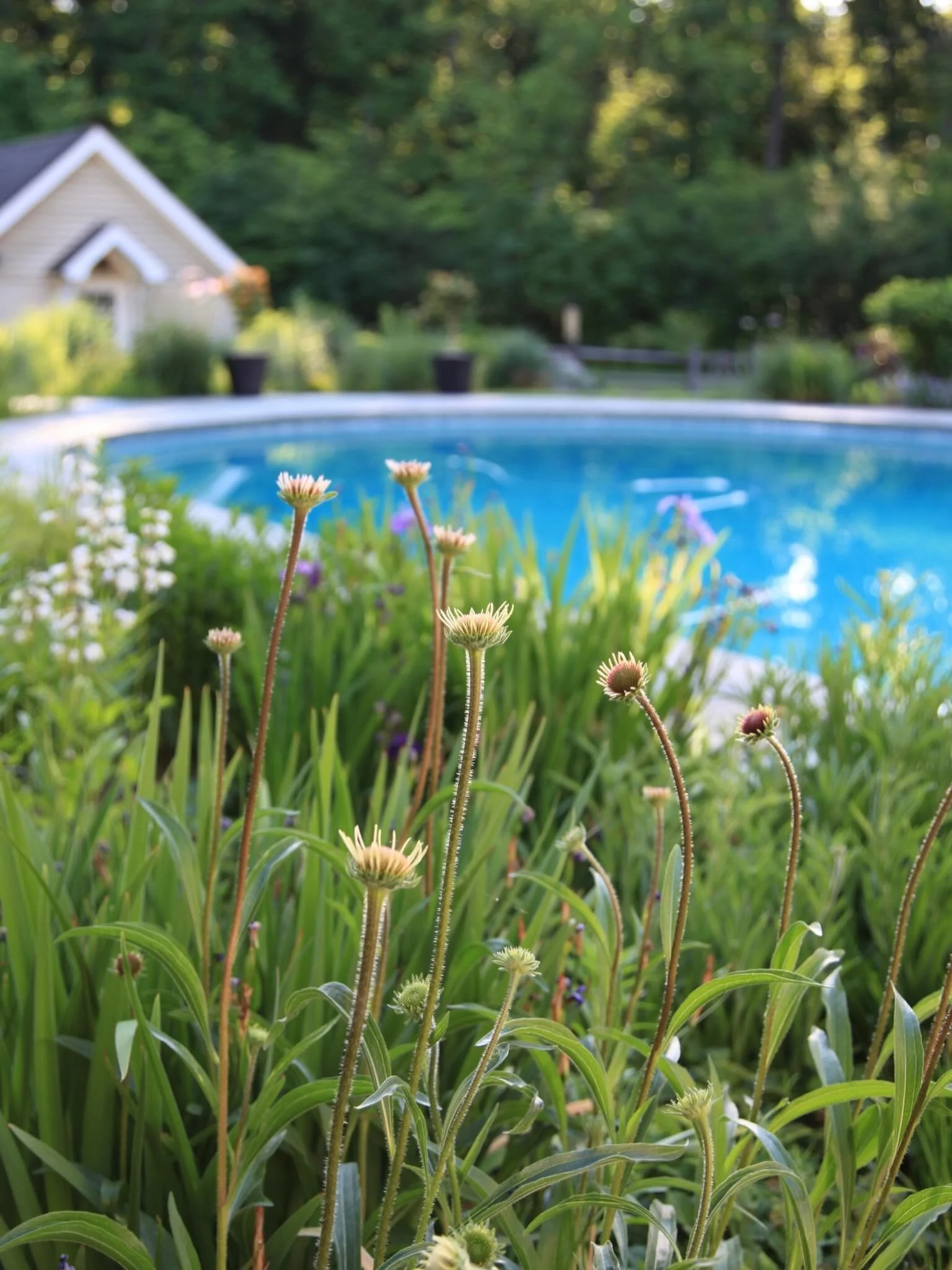 How do you bring a naturalistic swimming pond vibe to a &lsquo;90s pool? Softening the edges with immersive texture and movement

As part of our Princeton, NJ transformation, we were called upon to create cohesion between the new outdoor living area 