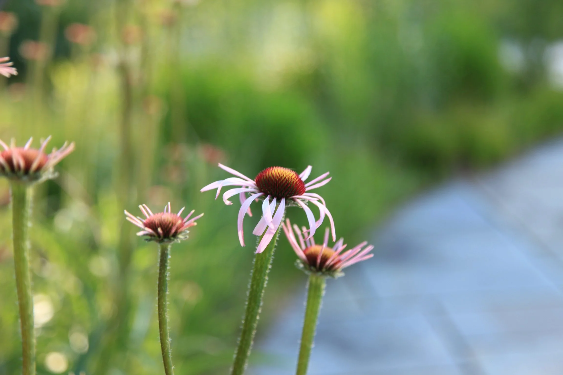 IMG_4750.jpeg