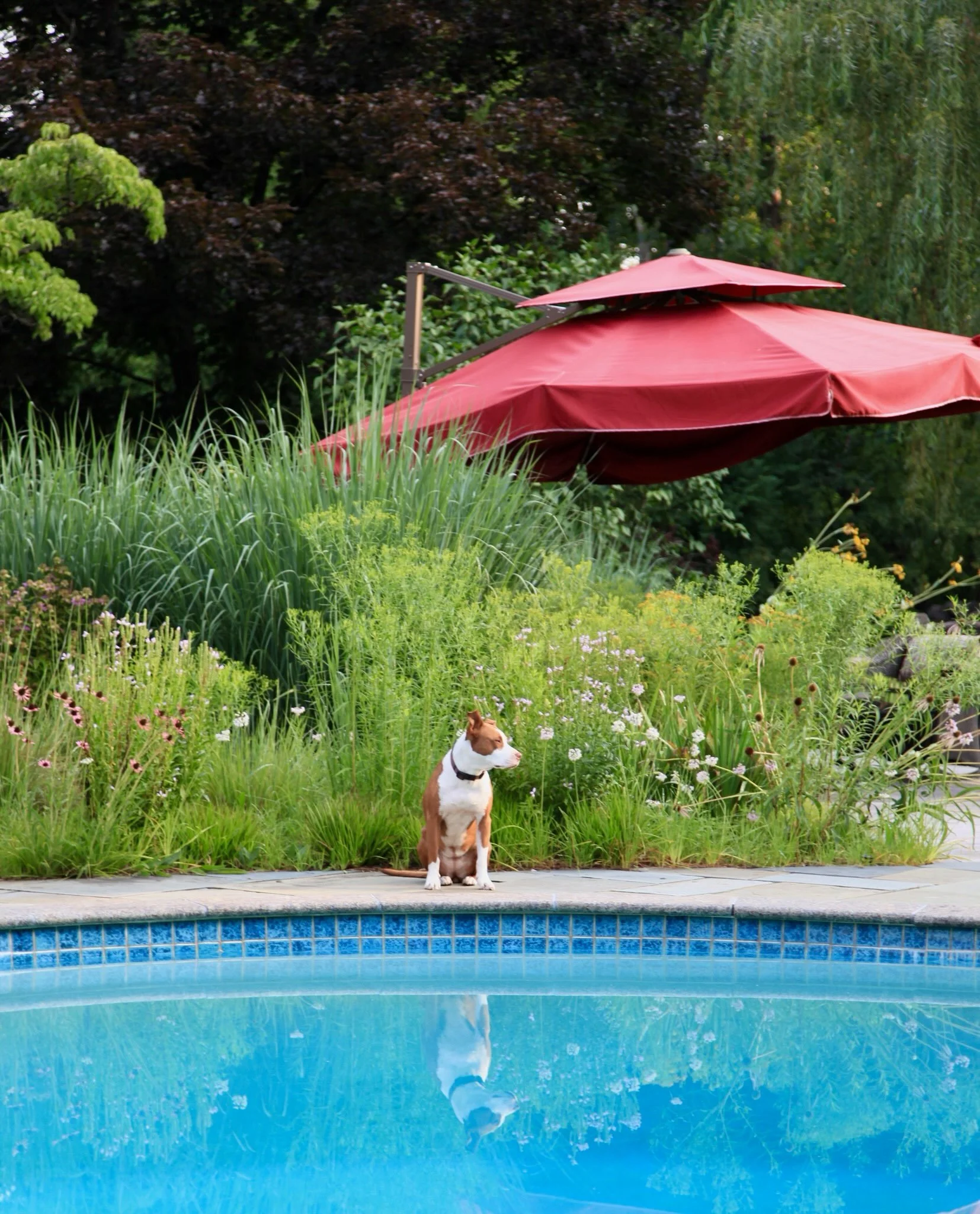 Creating a naturalistic hug to a traditional swimming pool requires softening hard edges. 

Increasing vegetation via layering textures, height and structure (as seen here at our Princeton project) adds welcome depth and movement. And during the dog 