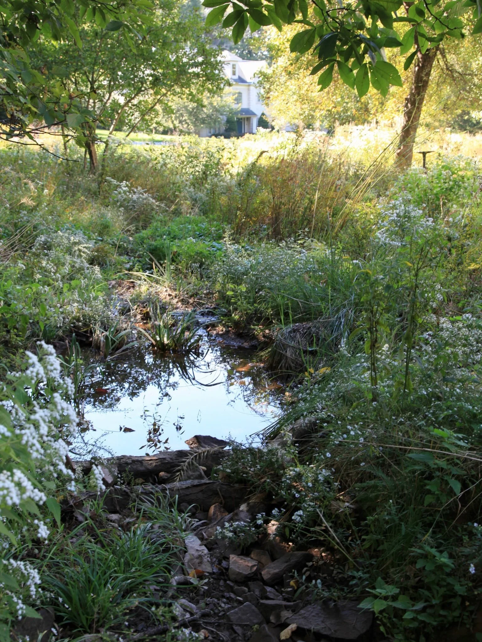 Let&rsquo;s normalize swale culture!

After the wettest September in recent years, this swale&rsquo;s plant community has been working overtime, helping with drainage, minimizing erosion and uptaking runoff.

When it rains, stormwater runoff on shall