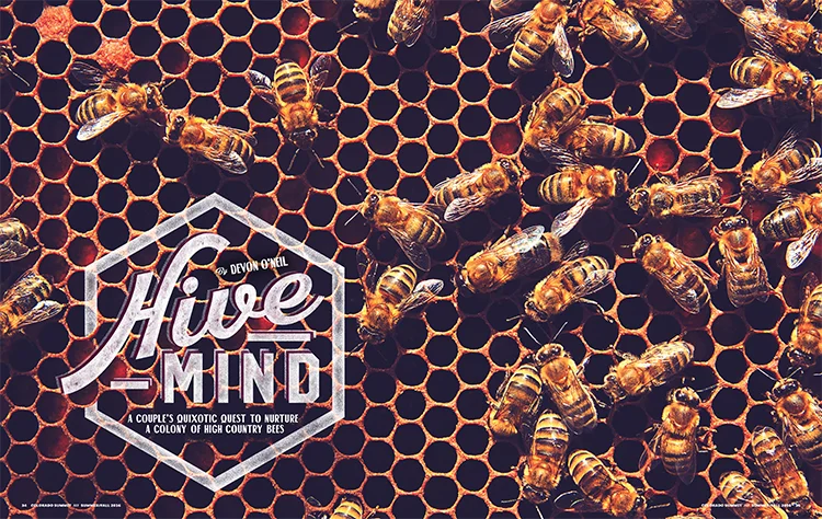 CSM_S16_34_FEATURE-Beekeeping-1.jpg