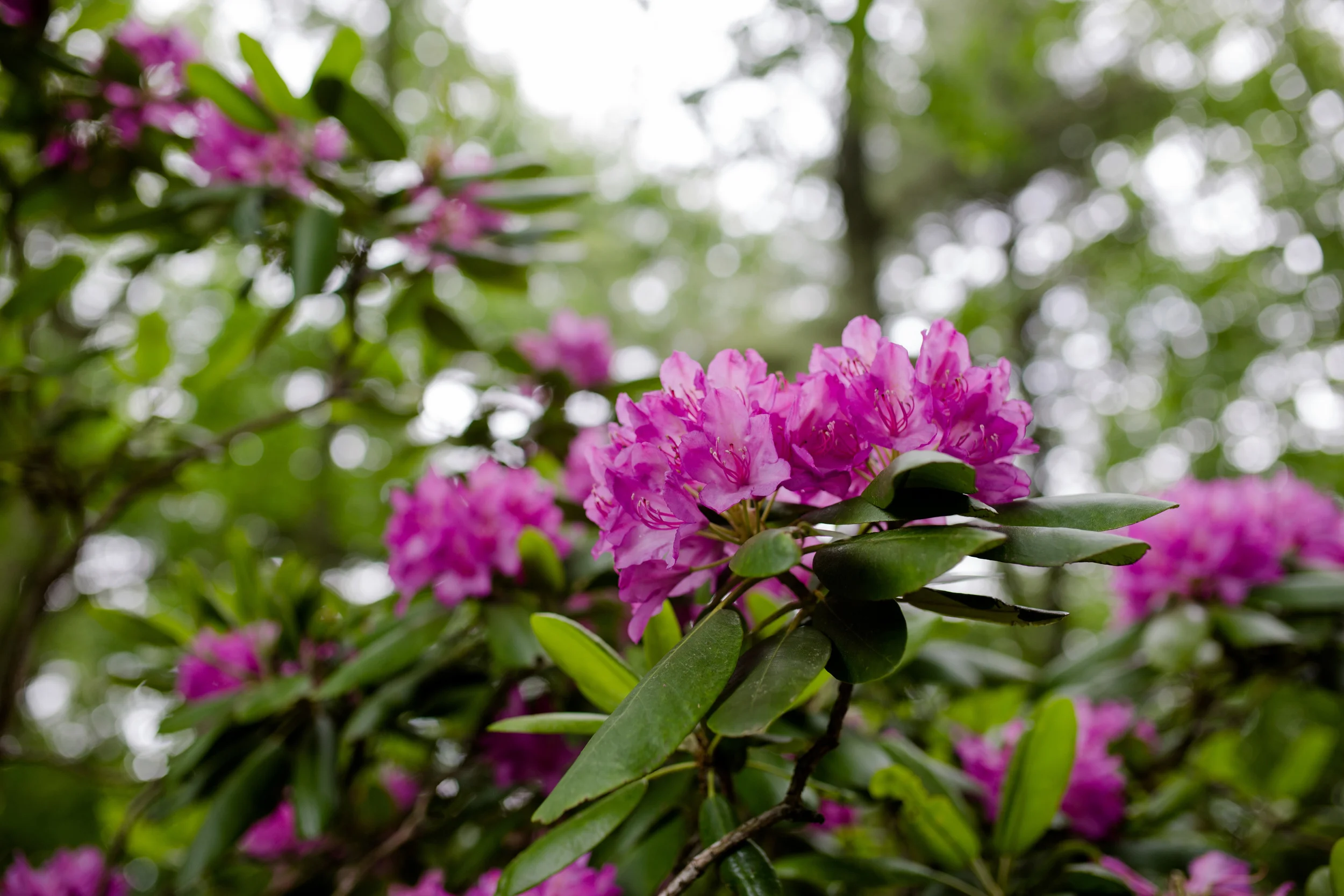 lindybeth photography-13.jpg