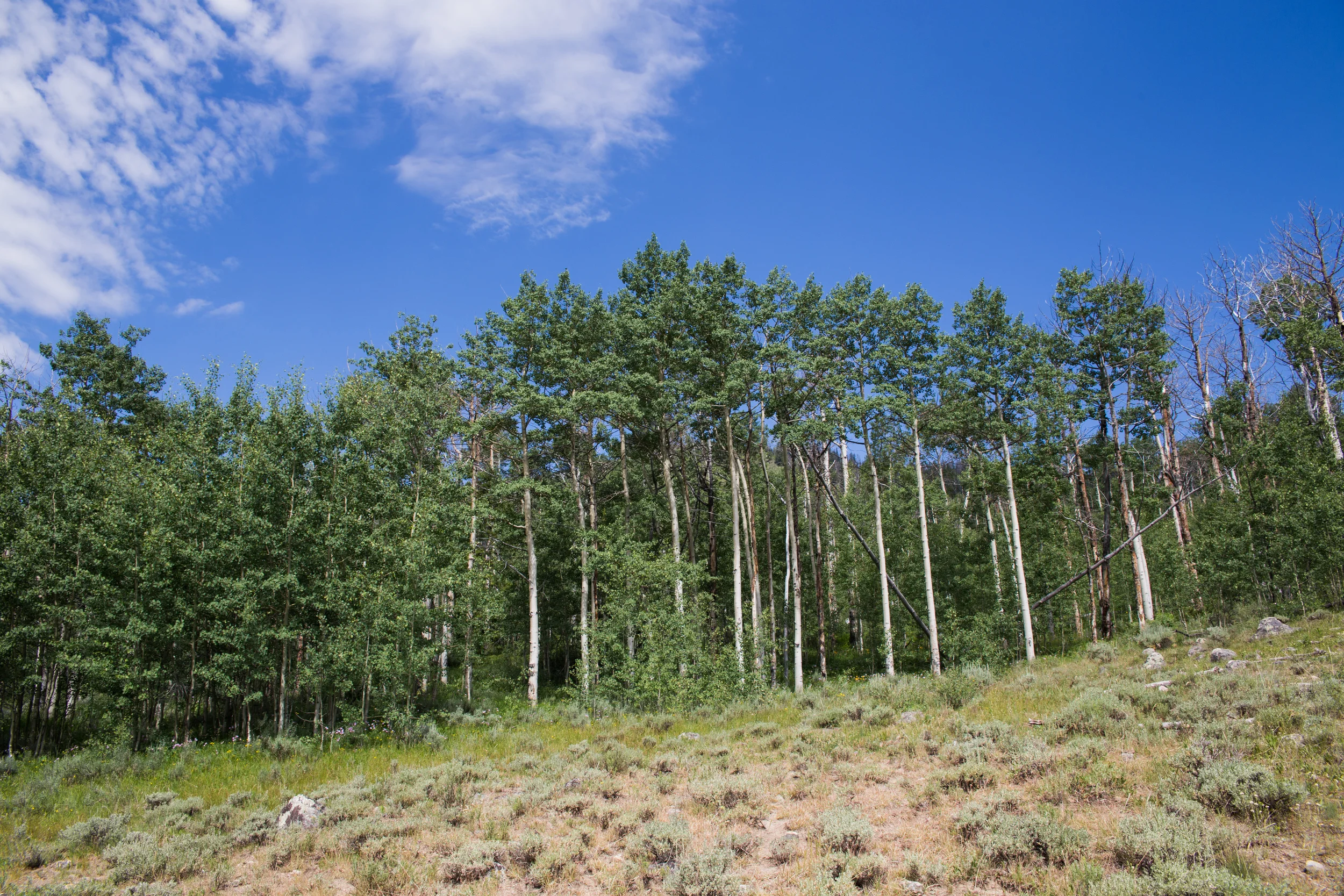 wilderness-33.jpg