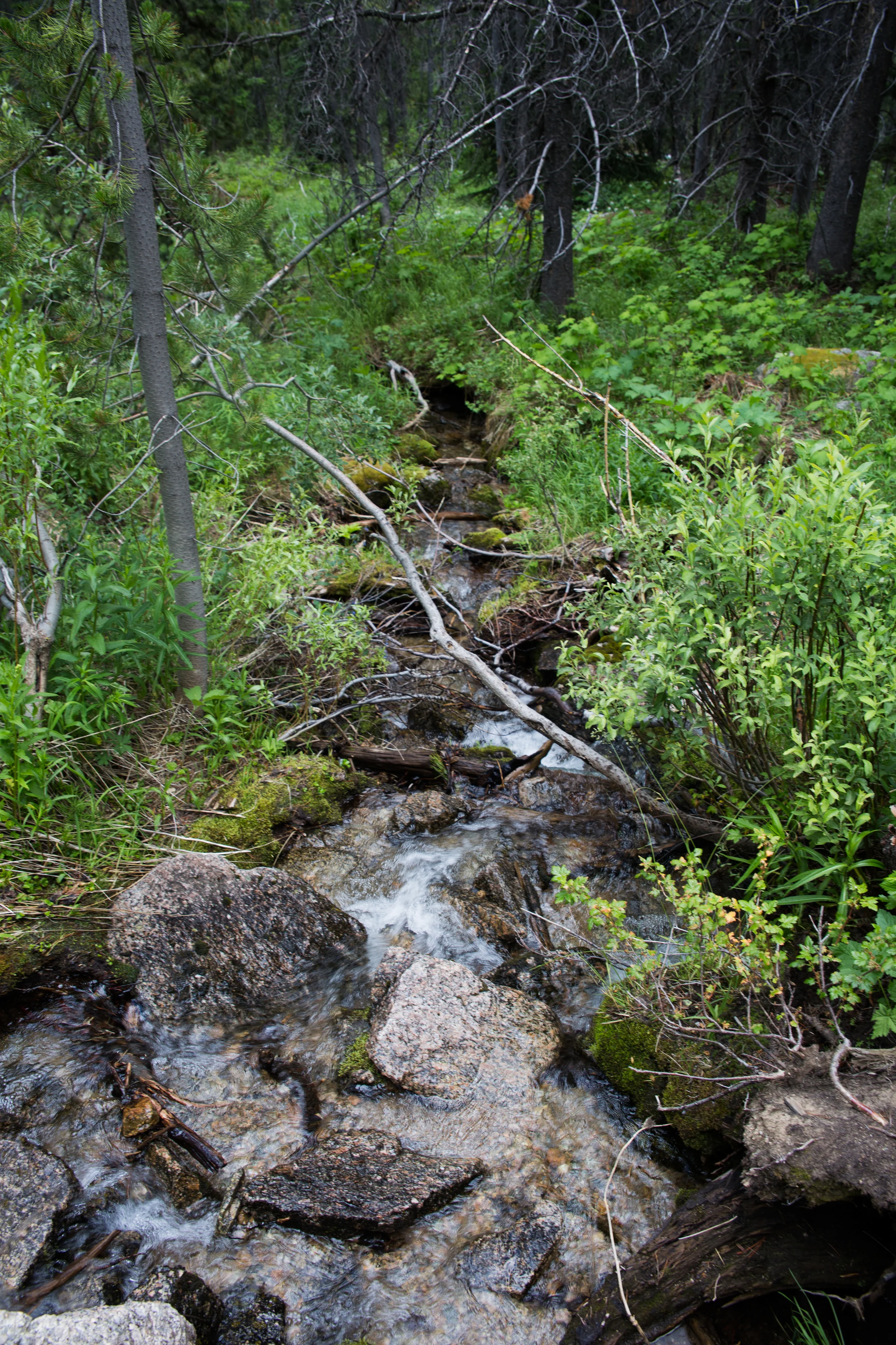 wilderness-38.jpg