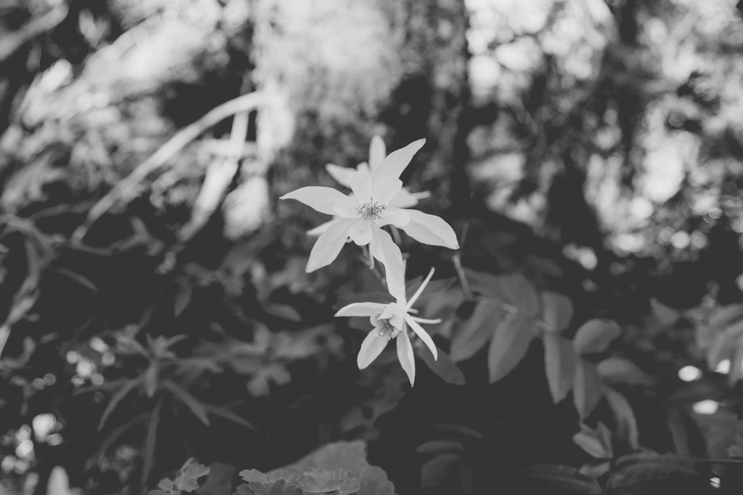 wilderness-52.jpg