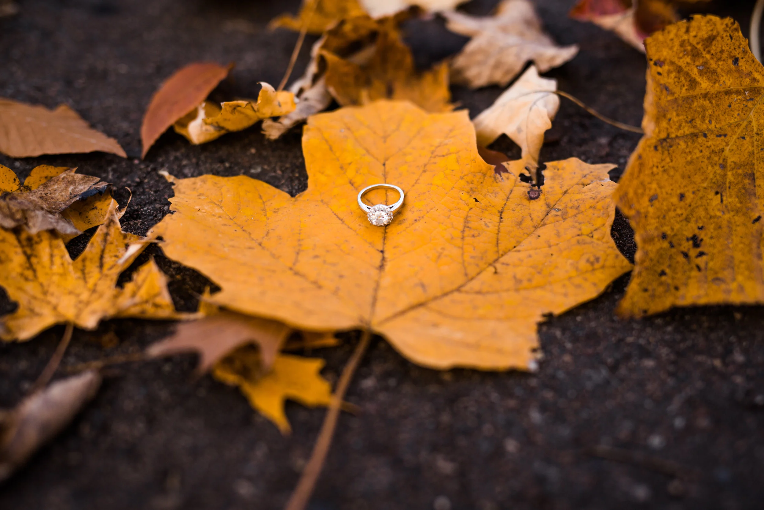 lindybeth photography-70.jpg