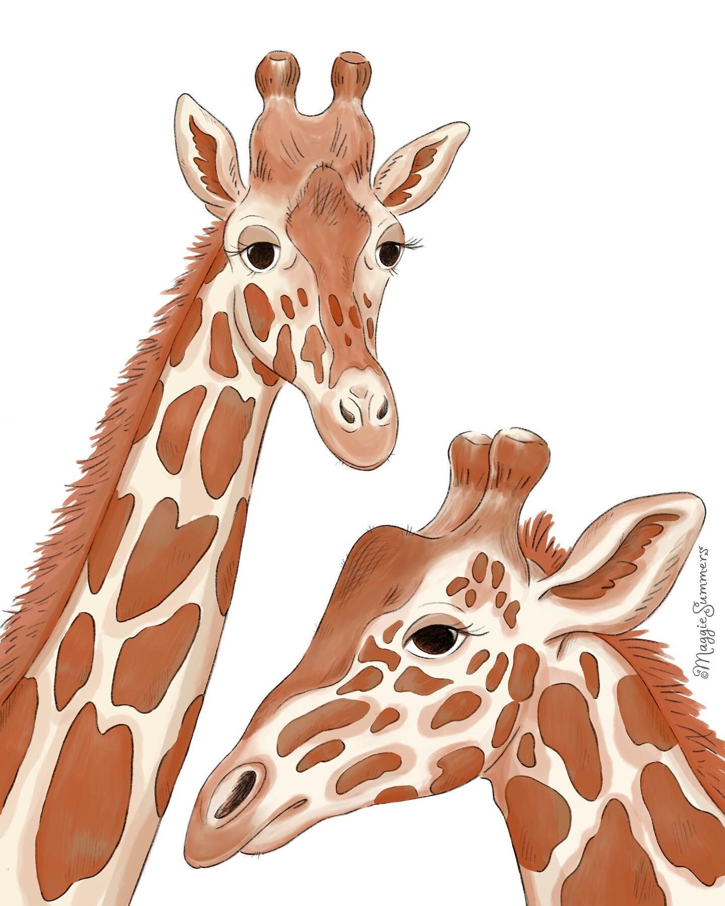 Giraffes are amazing and beautiful aren&rsquo;t they? They are the tallest mammals in the world. Did you know a giraffe&rsquo;s neck is too short to reach the ground? I&rsquo;ve included a short video of them in my stories.▫️
.
.
.
.
.
.
.
.
.
#maggi