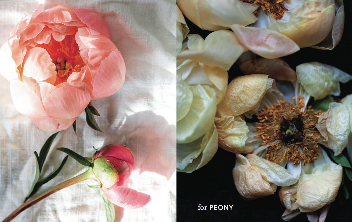 creative direction | photography | writing | graphic design
