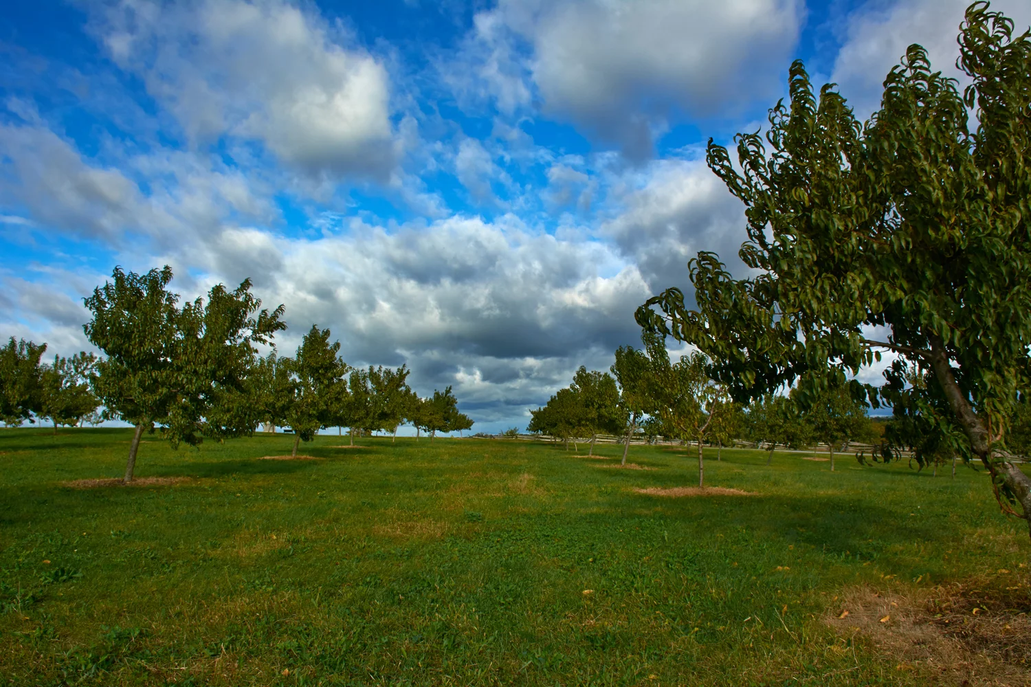 _DRR9743_1500.jpg