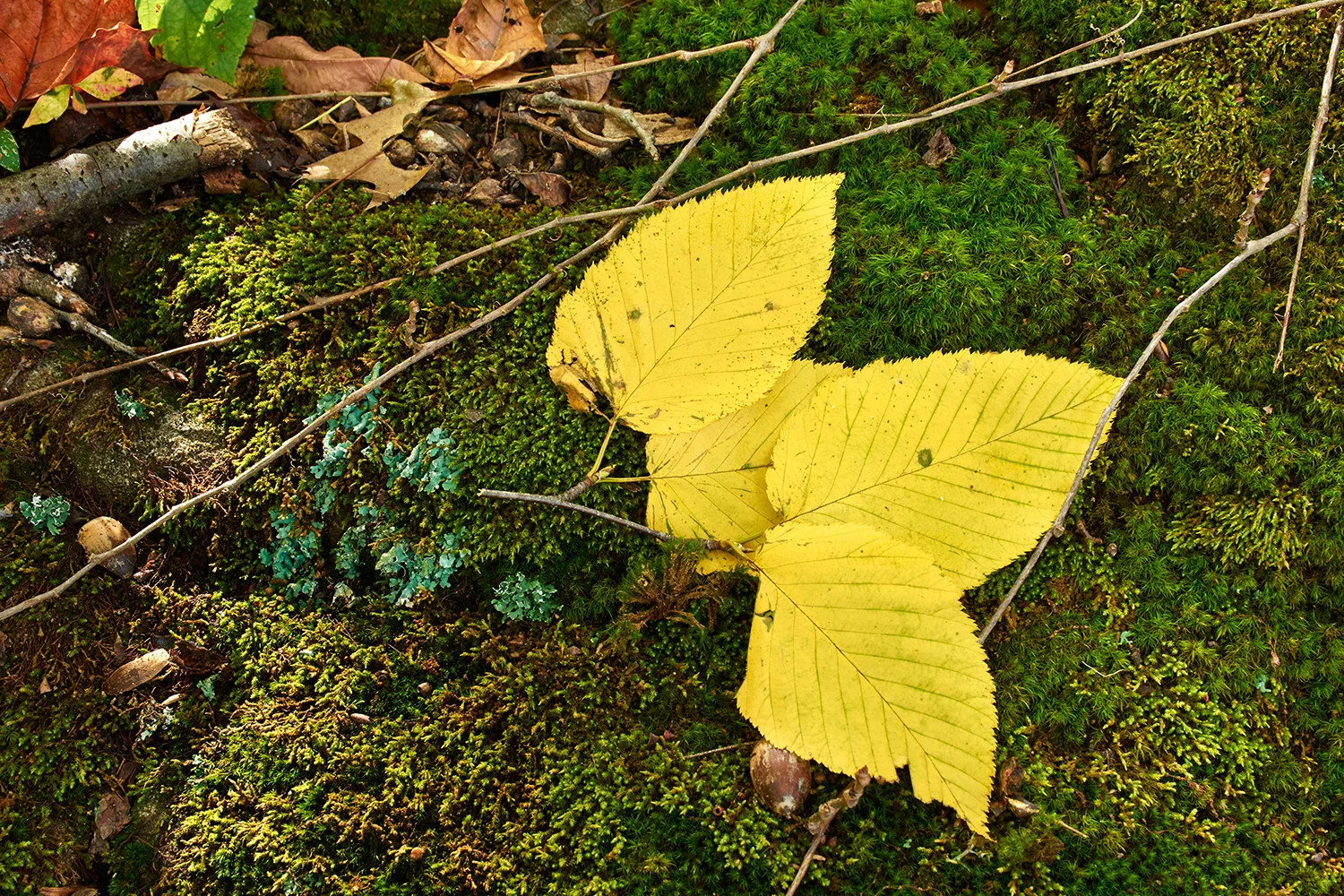 _DRR0224.jpg