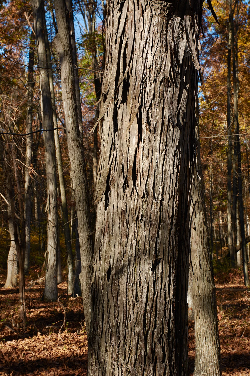 1023Pinchot_DRR2427.jpg