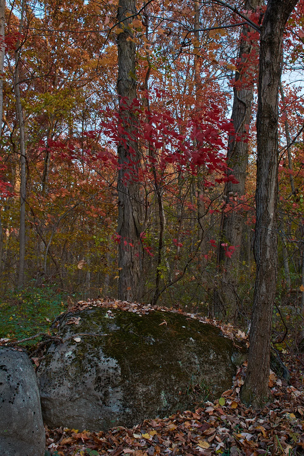 1025Pinchot_DRR2654 1.jpg