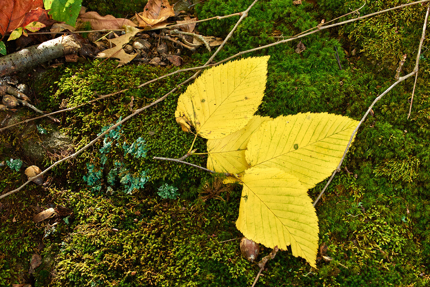 _DRR0224.jpg