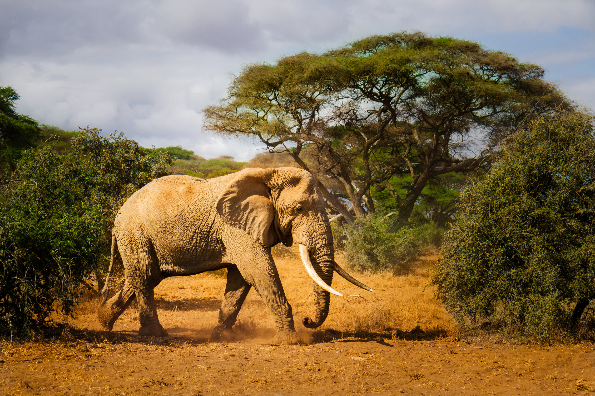 В какой природной зоне африки обитает слон. Саванный Африканский слон Африки. Африканский слон слон. Саванновый Африканский слон. Африканский слон в саванне.