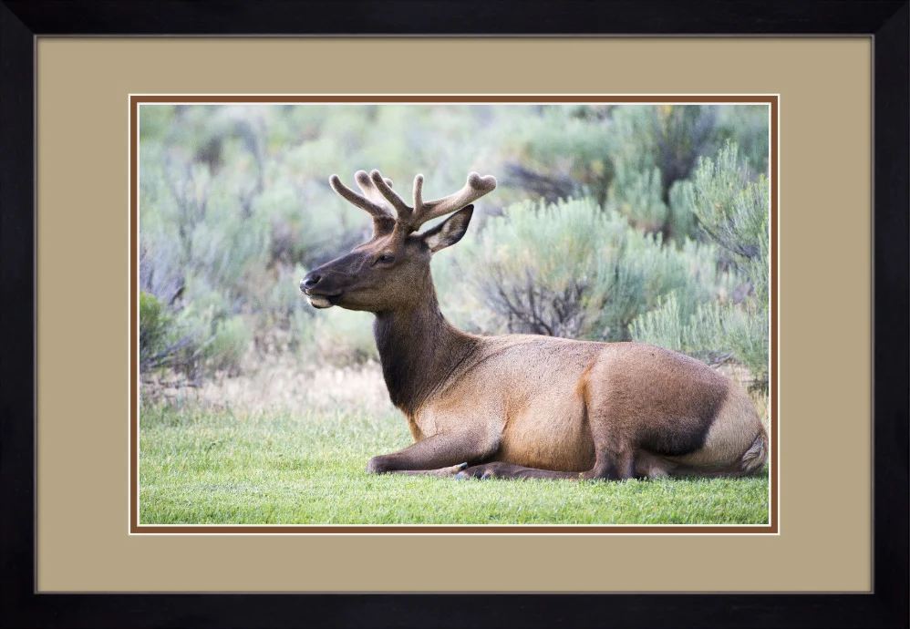 Framed and double matted prints will use frame type and matting colors shown in the above rendering. 