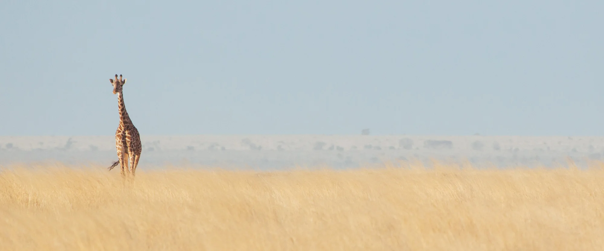 Amboseli Winds | 10x24 | high gloss metal print with hand made shadow mount Ol Tukai, Kenya