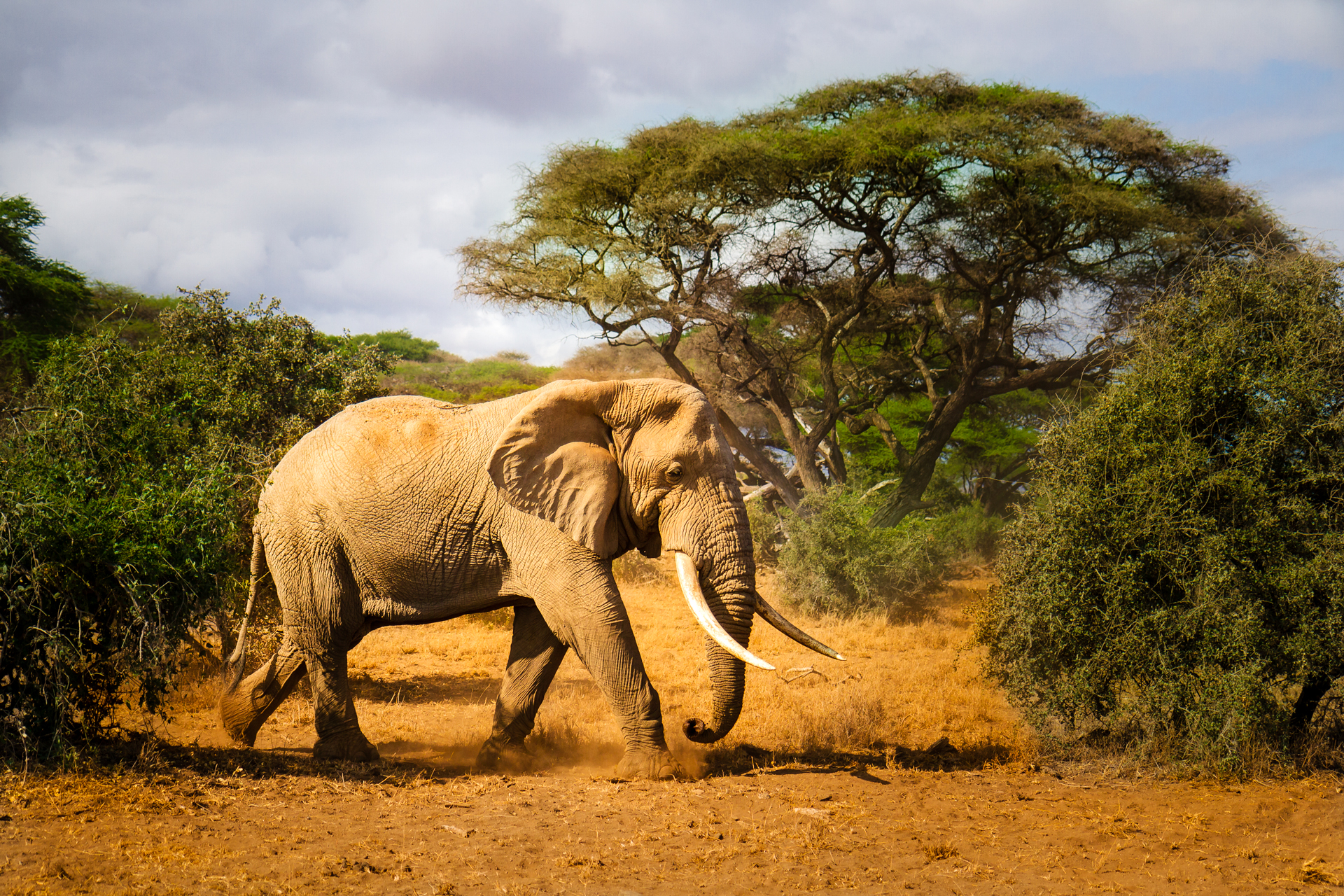 Bull Elephant Kenya Tsavo East West.jpg