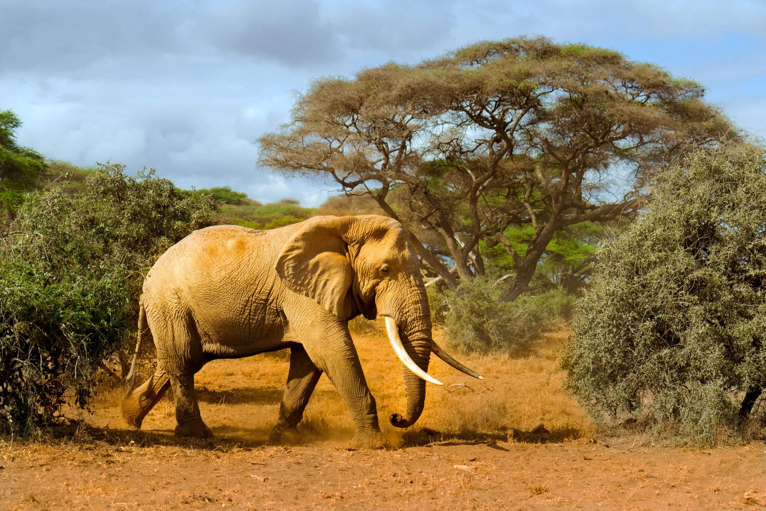Elephant-Tsavo-Kenya-Photographic-Print.jpg