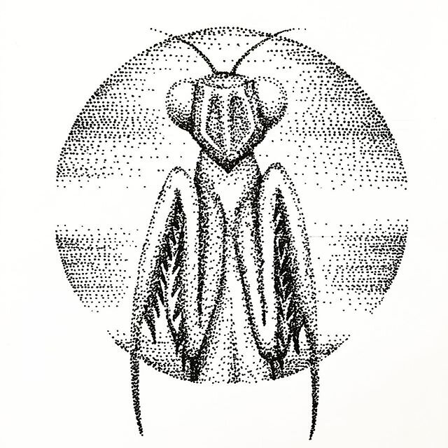 I saw a baby praying mantis hiding in the plants yesterday. It was teeensy, maybe I lay 1cm! #prayingmantis #inktober #inktober52 #inktober52prayingmantis #inkdrawing #sketchbookdrawing
