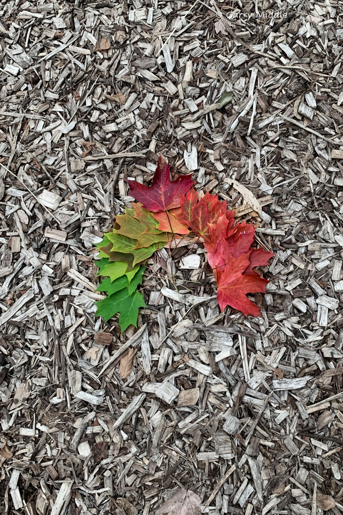 autumn leaves circle_medium.jpg