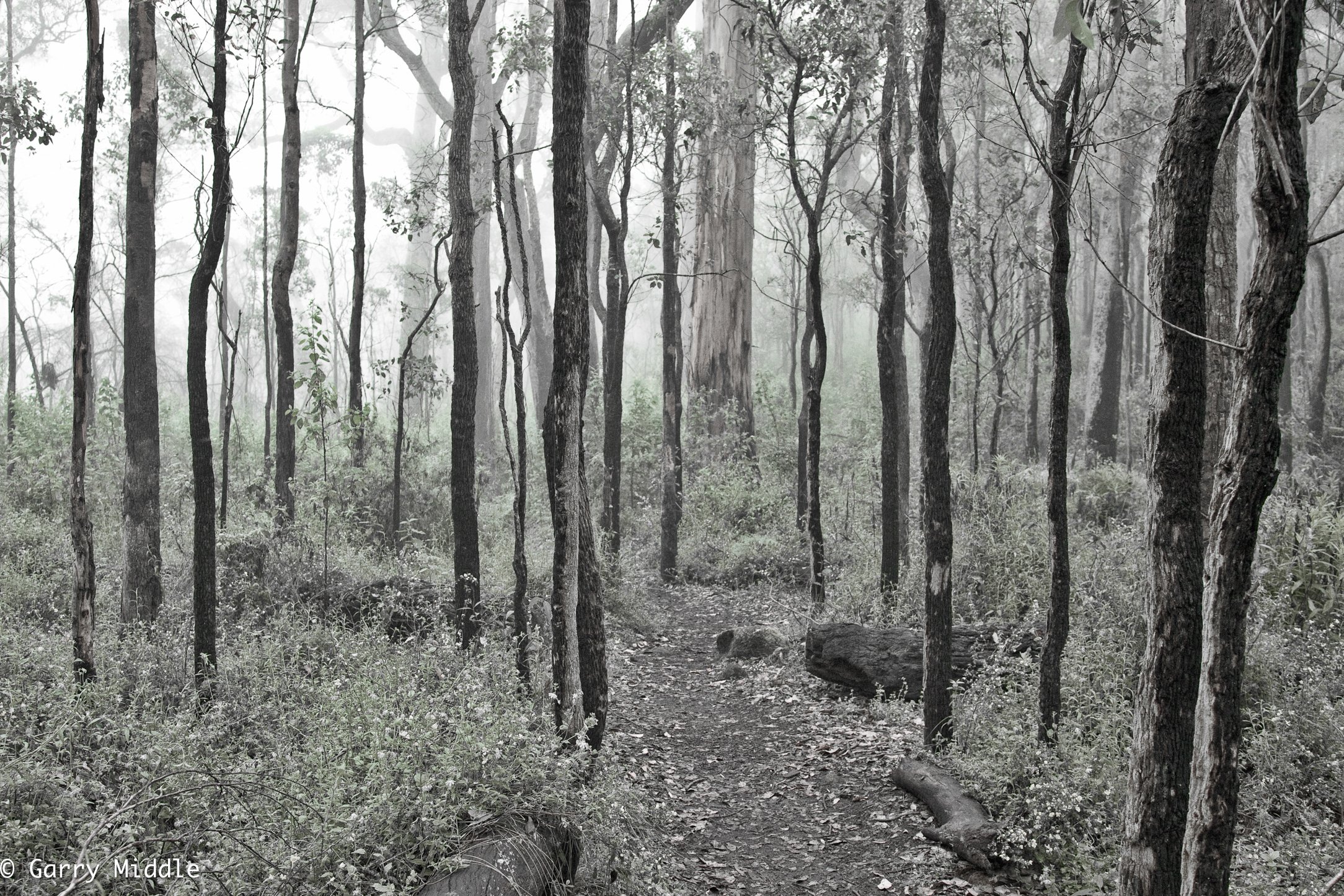 Medium_Coloured_landscape_Misty Porongurups forest.jpg